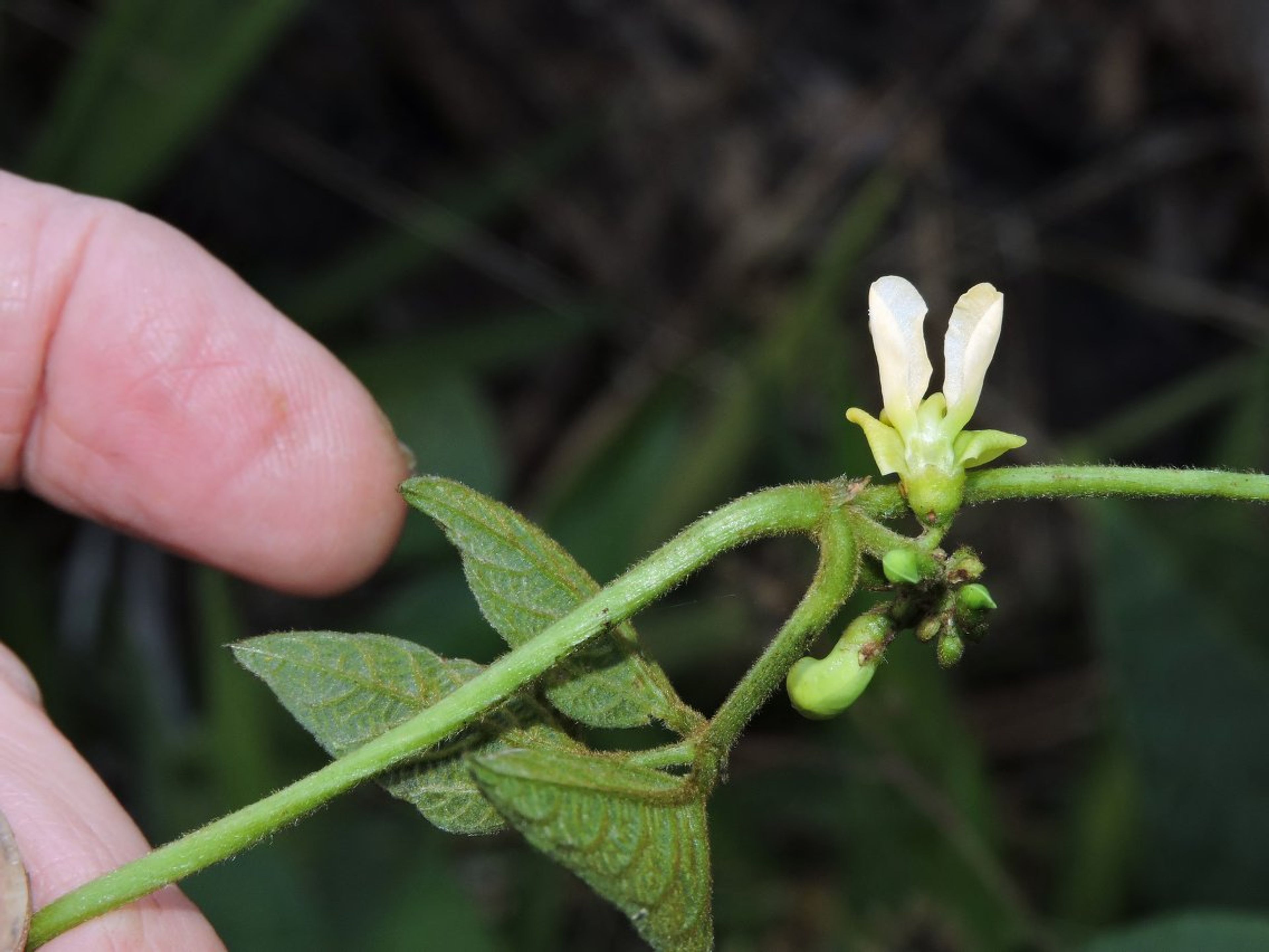 Phaseolus lunatus - 119