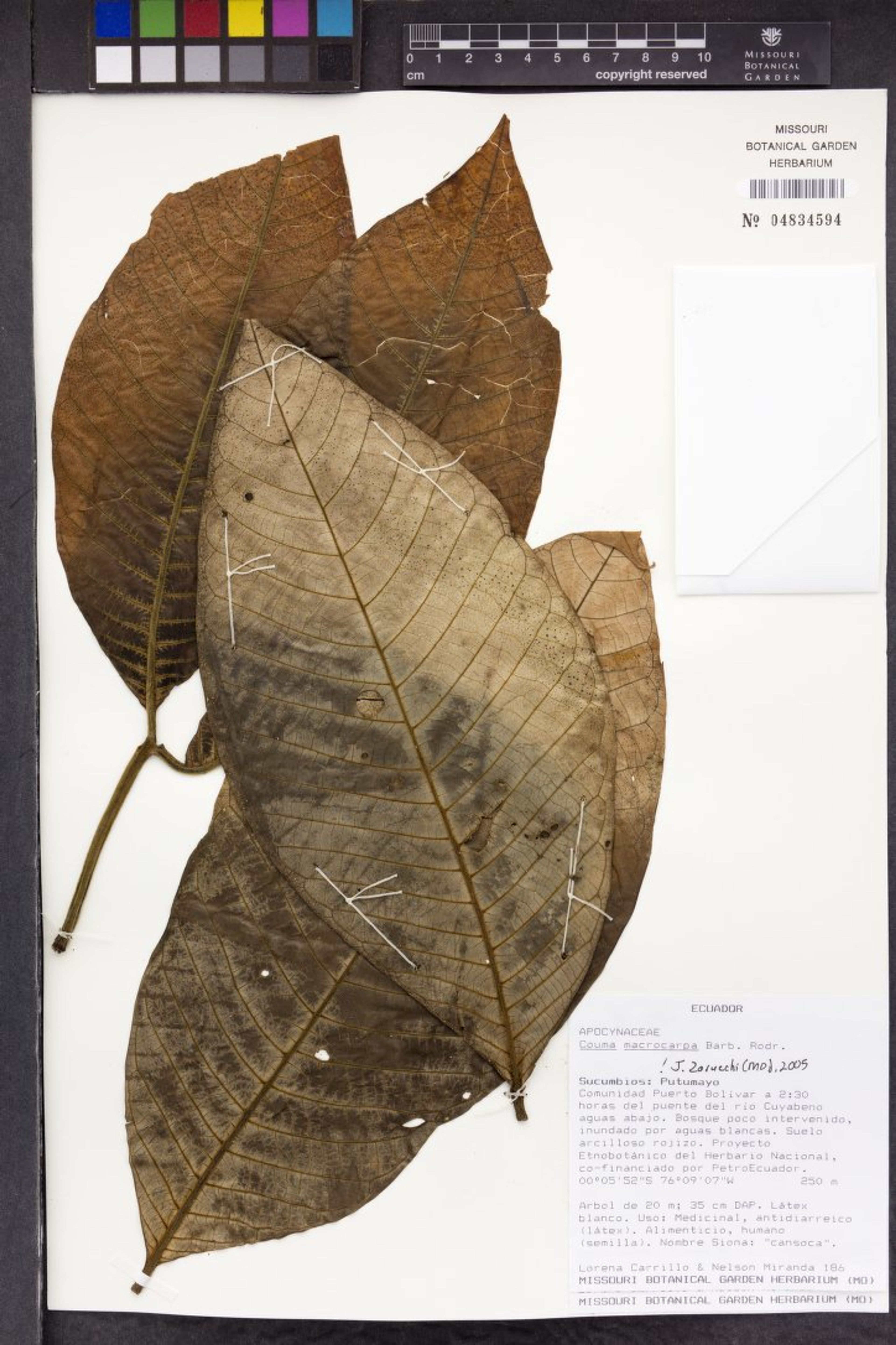 Couma macrocarpa - 84