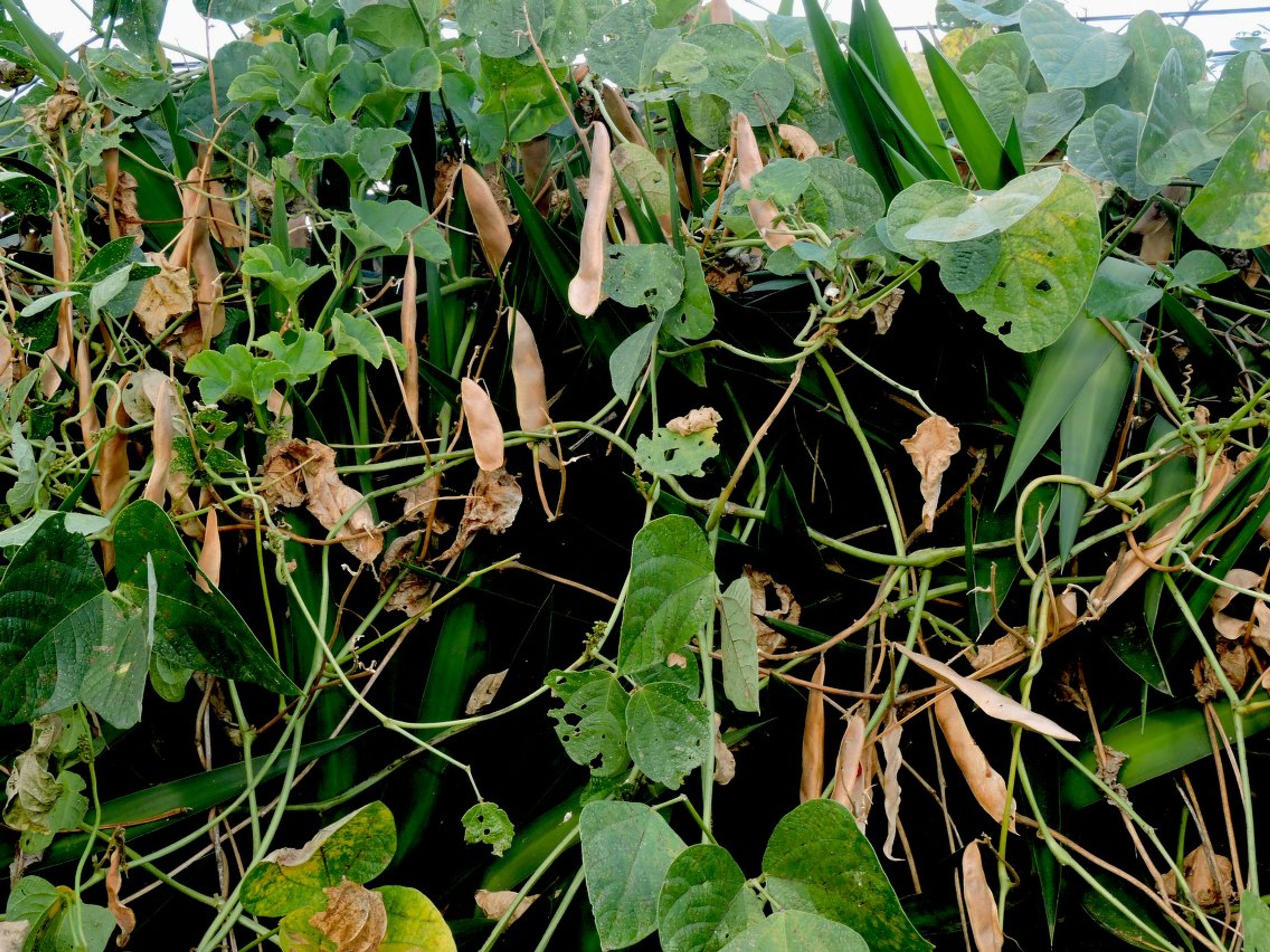 Phaseolus lunatus - 80
