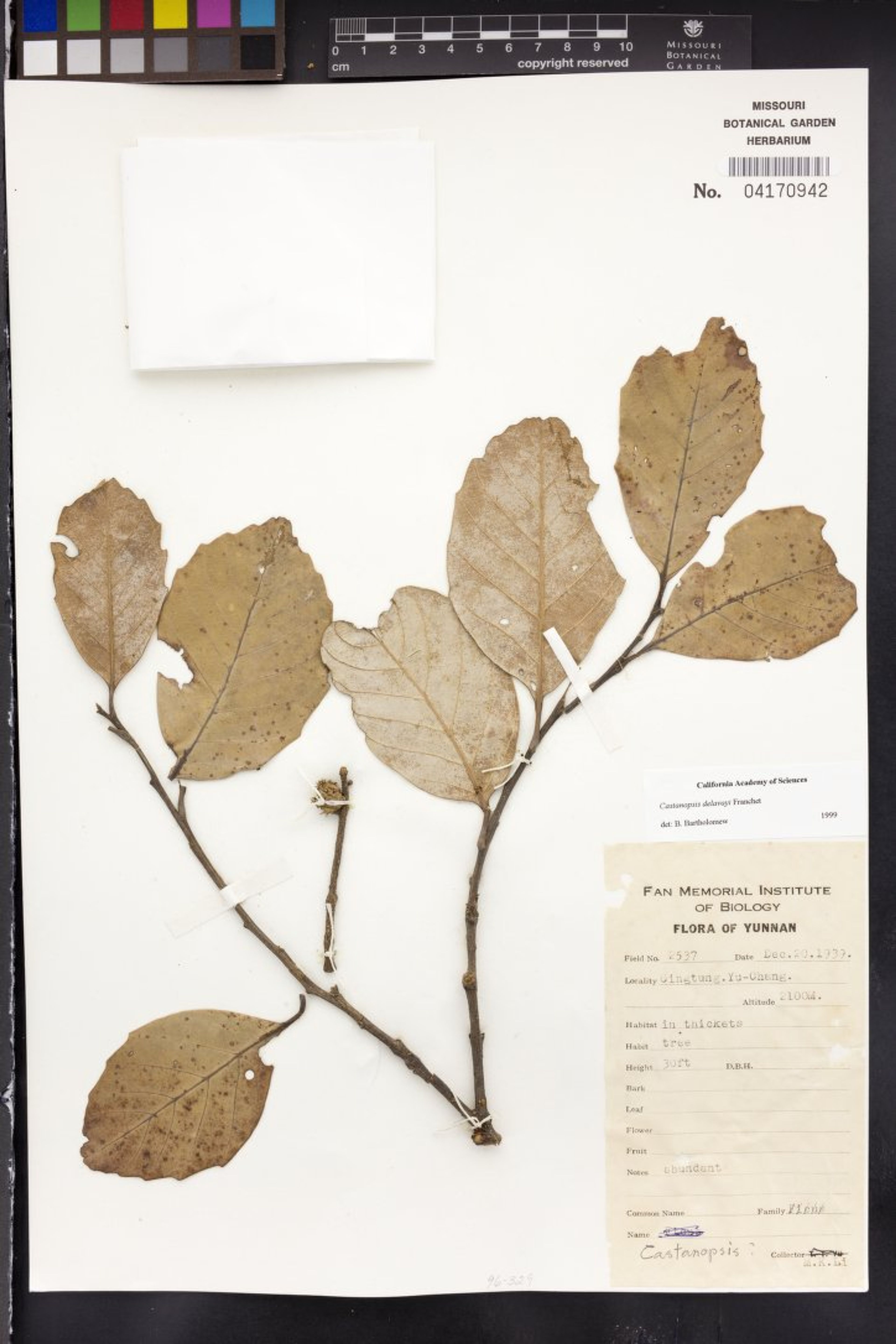 Castanopsis delavayi - 37