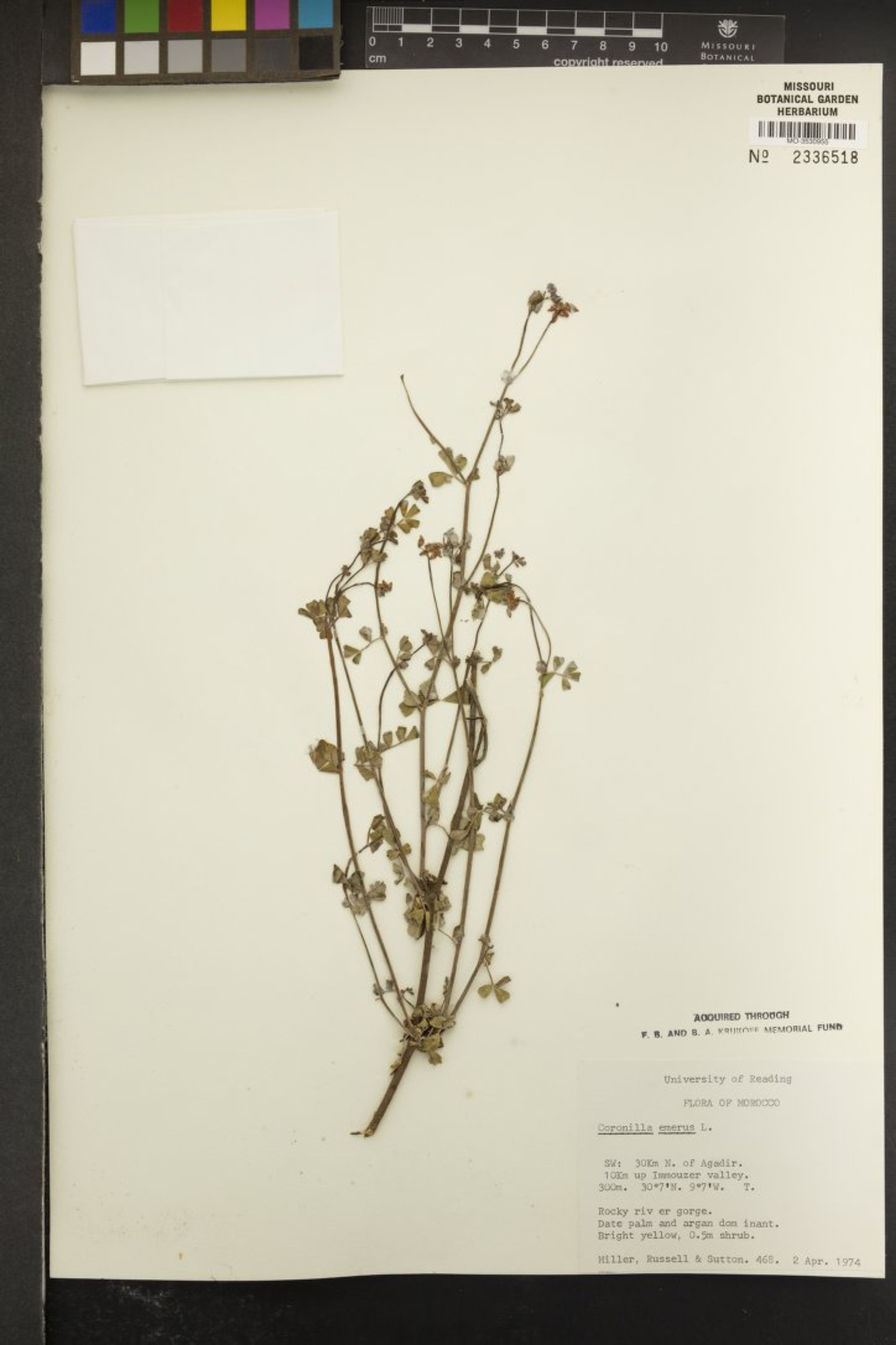 Coronilla emerus - 5