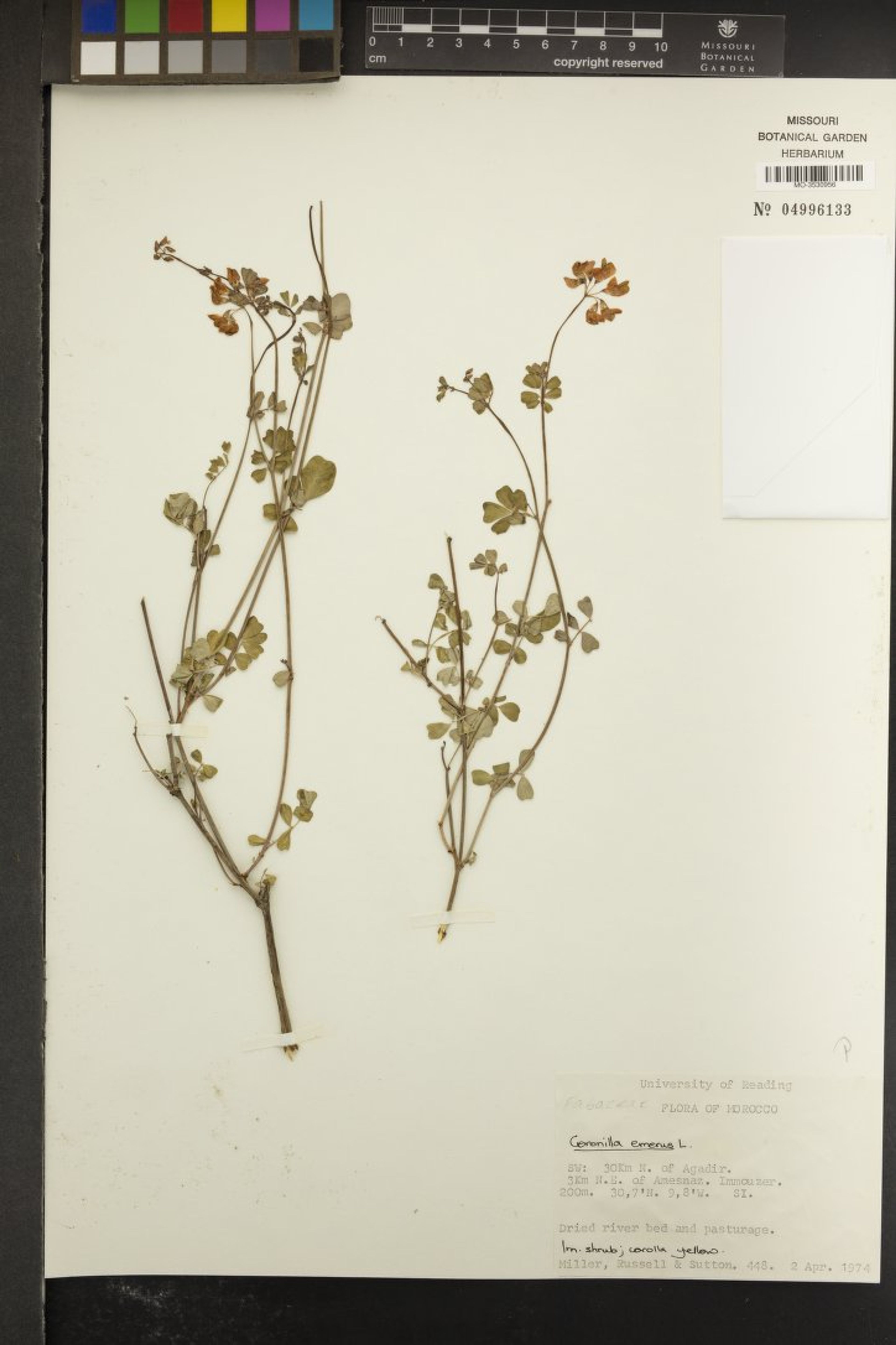 Coronilla emerus - 43