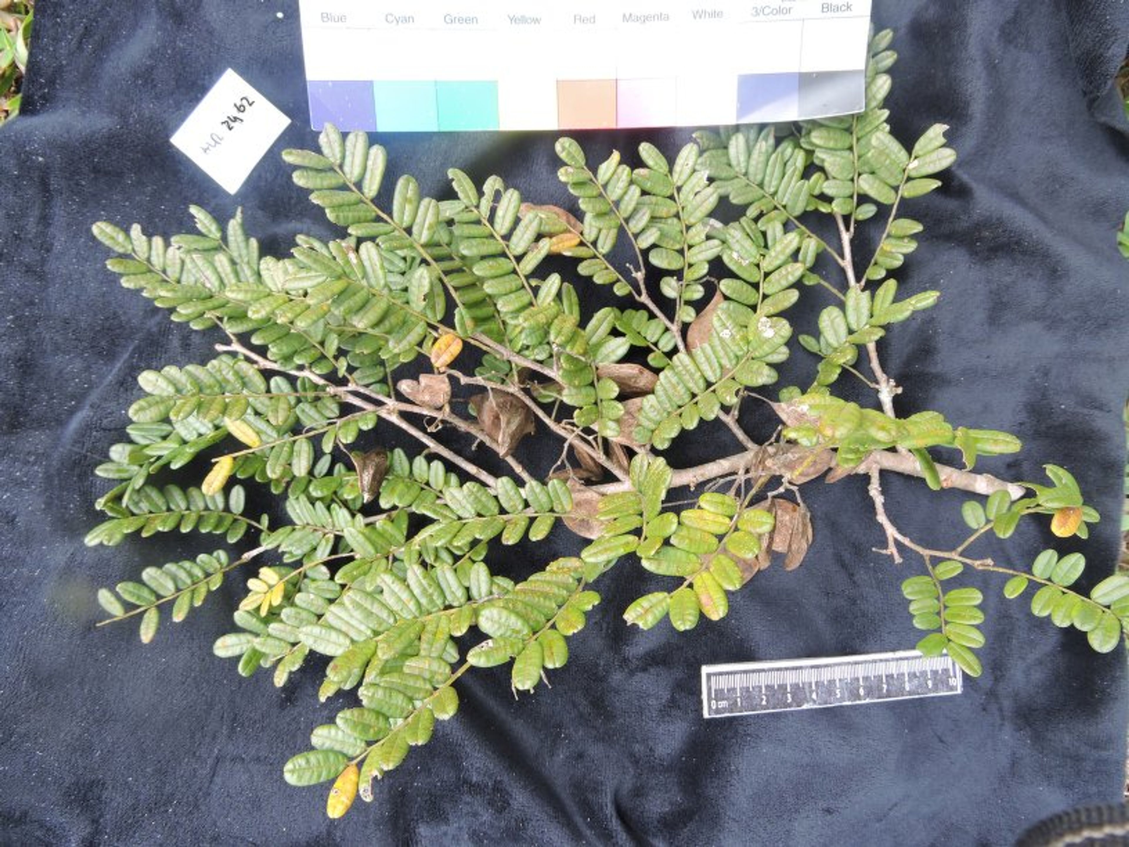 Dalbergia baronii - 83