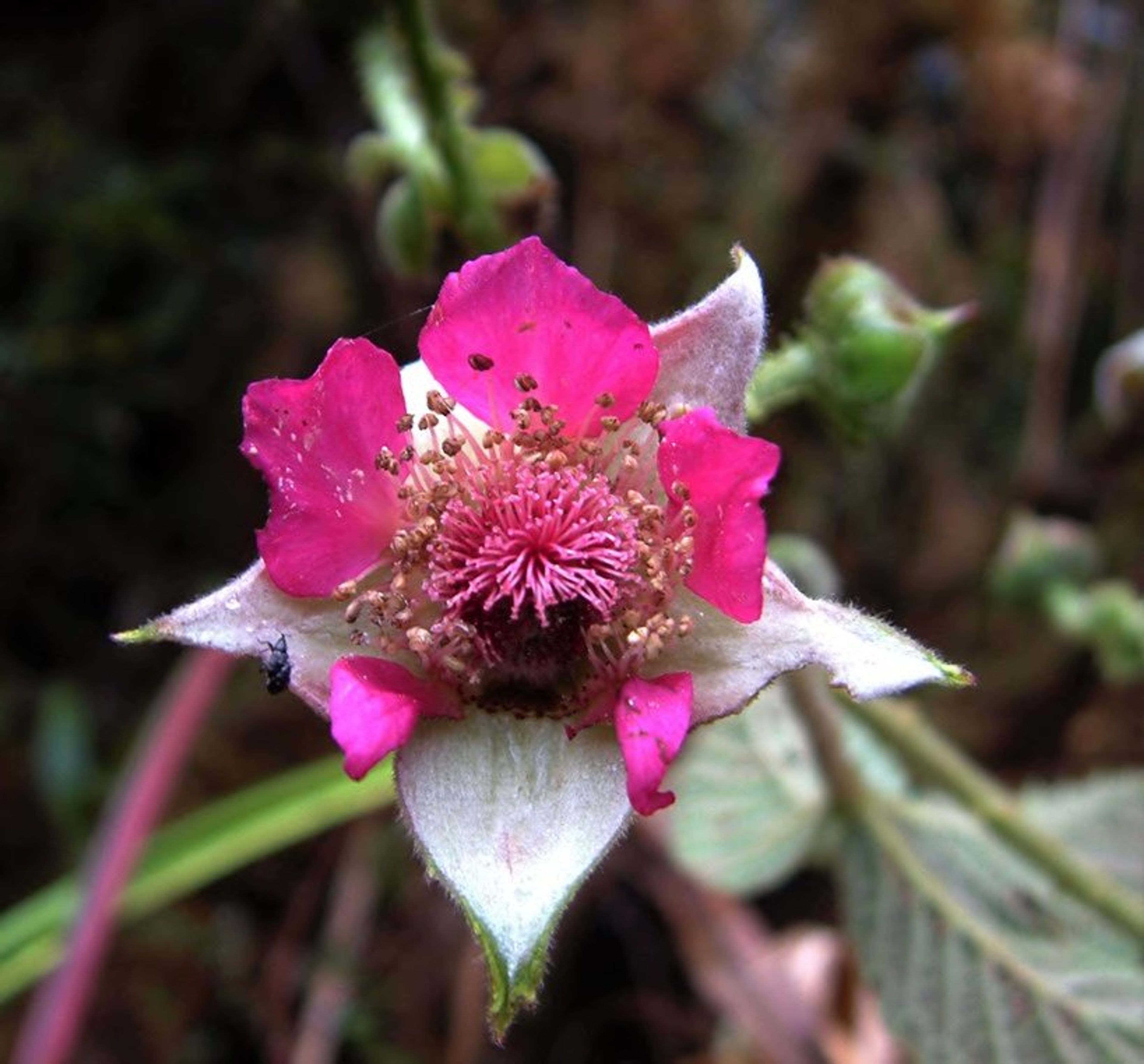 Rubus nubigenus - 115