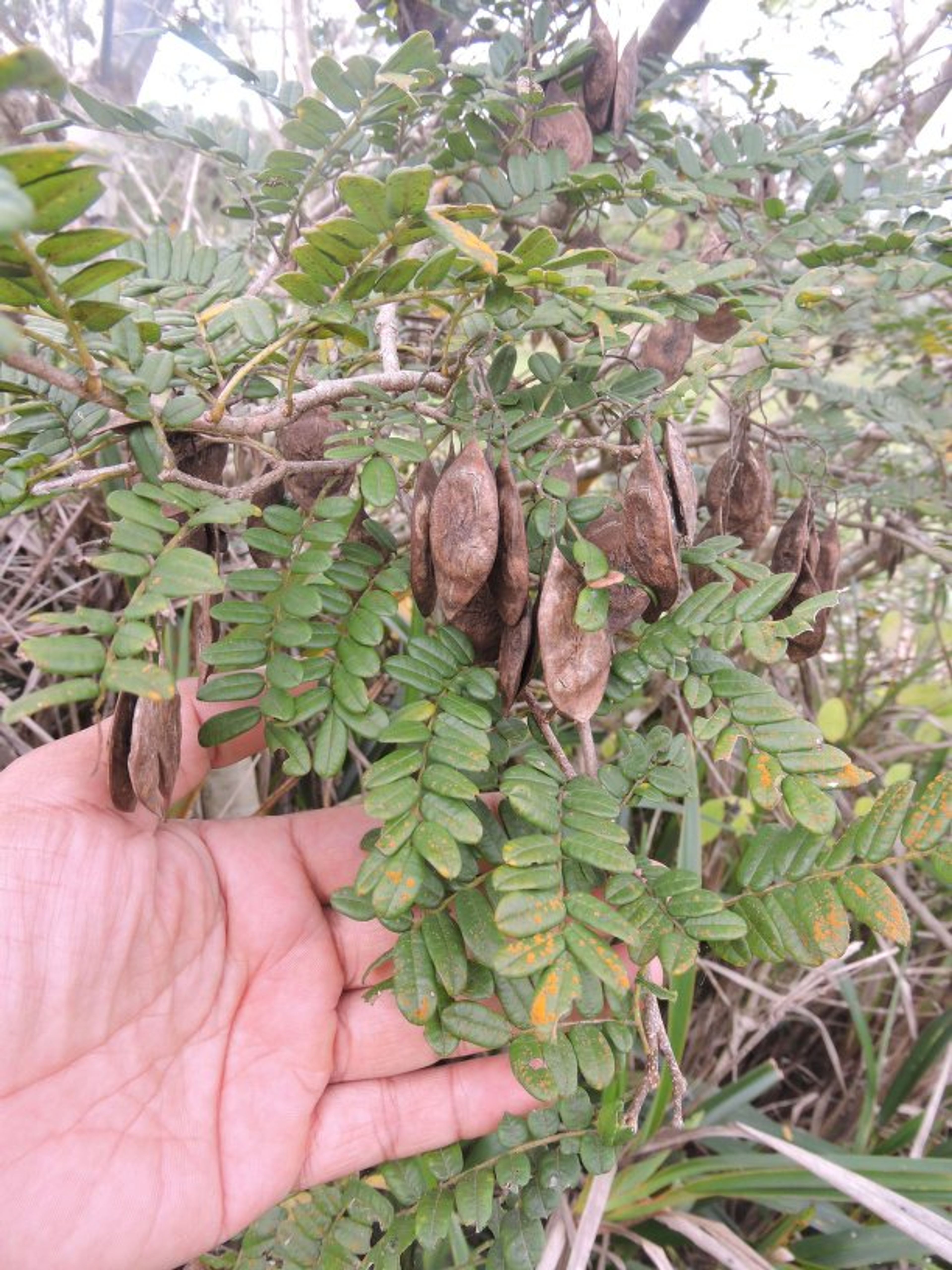 Dalbergia baronii - 141