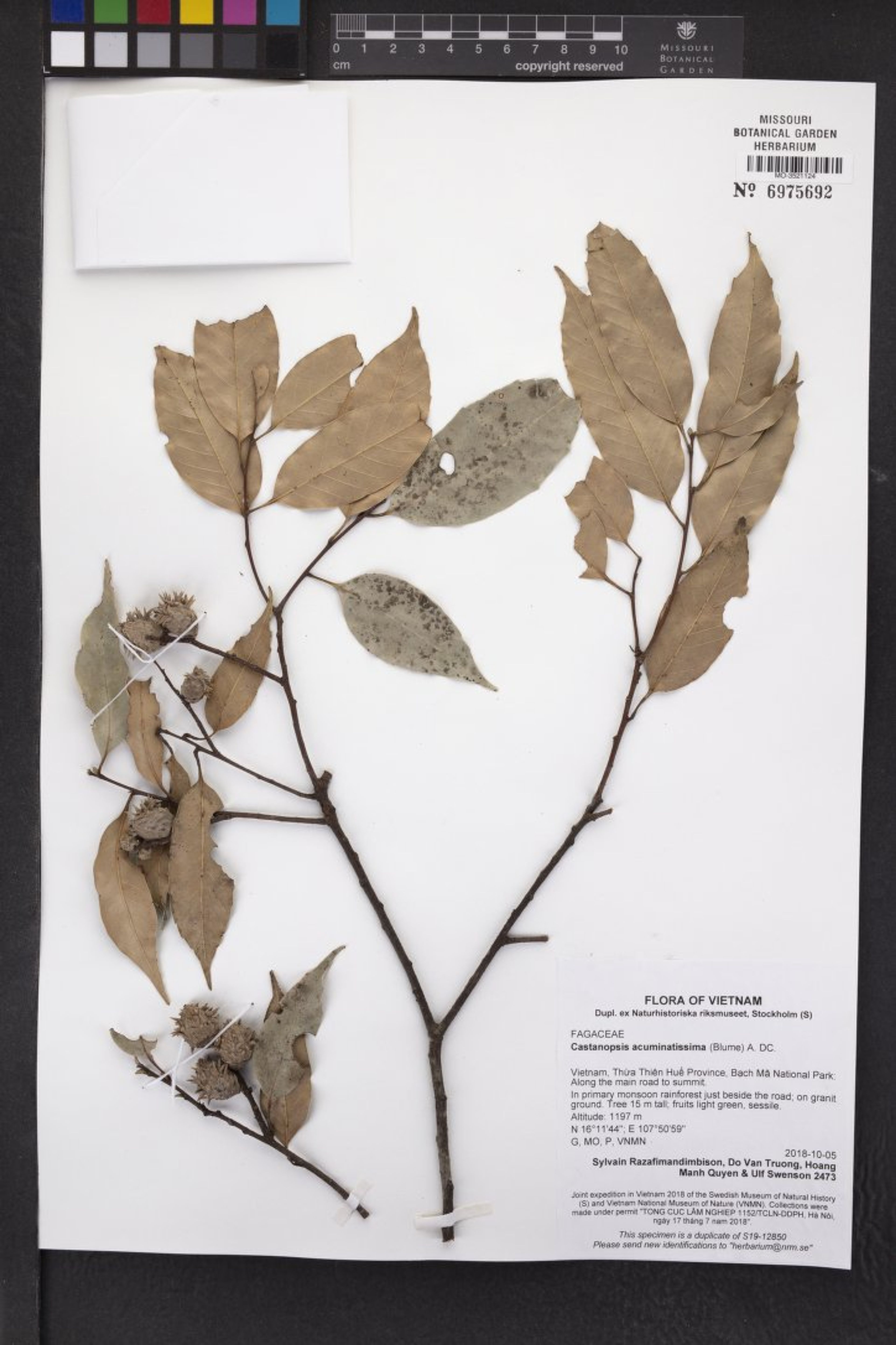 Castanopsis acuminatissima - 73