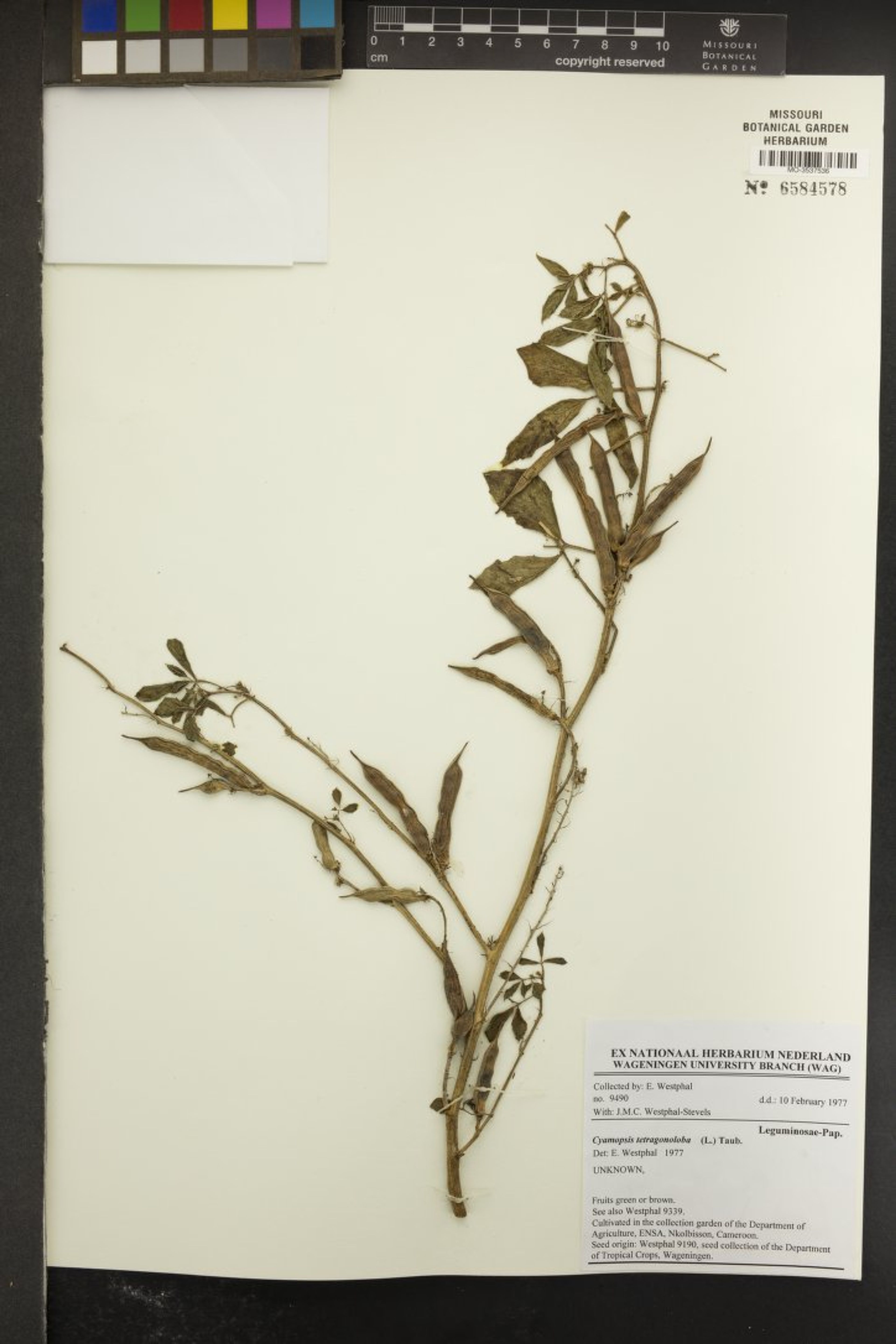 Cyamopsis tetragonoloba - 45