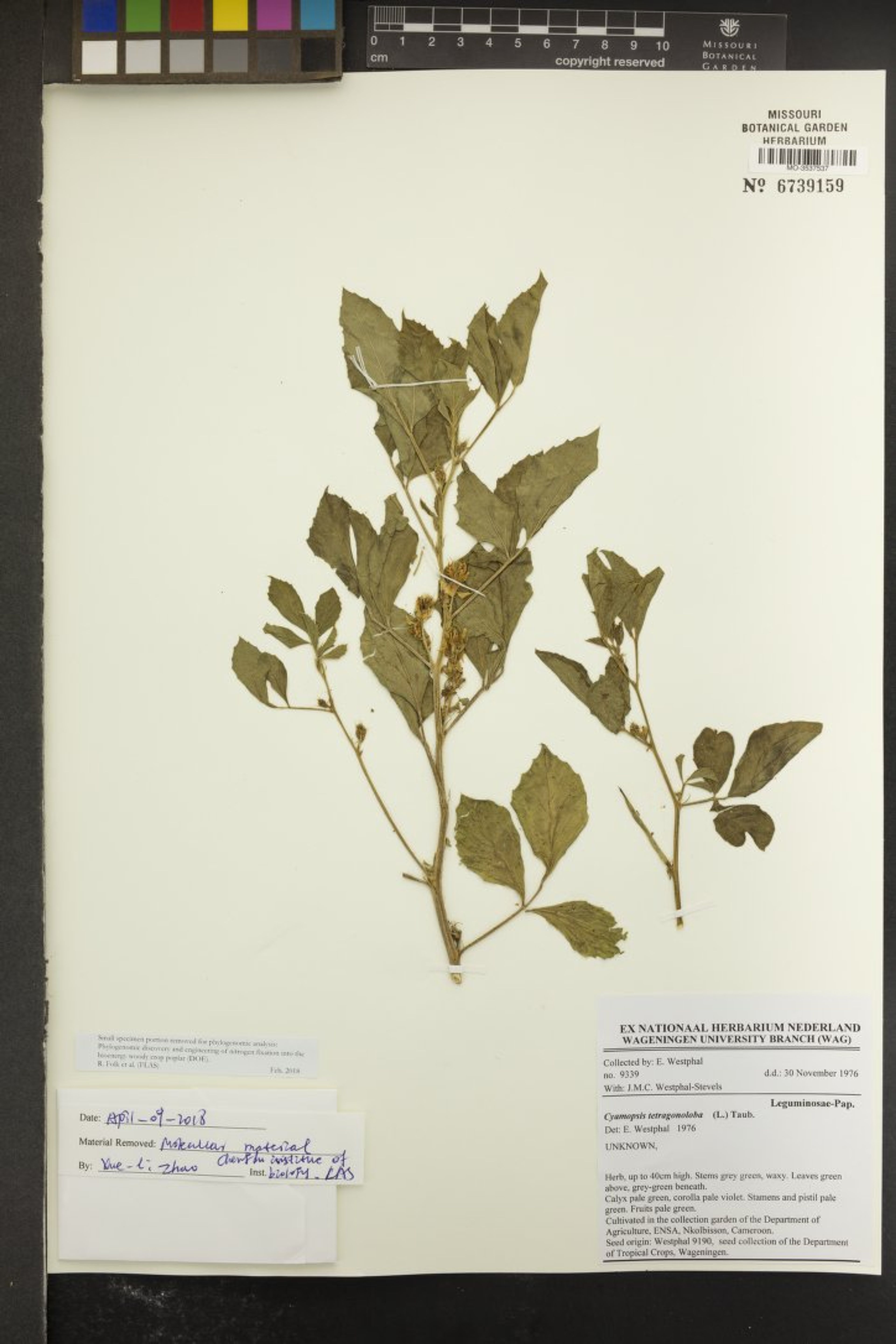 Cyamopsis tetragonoloba - 20