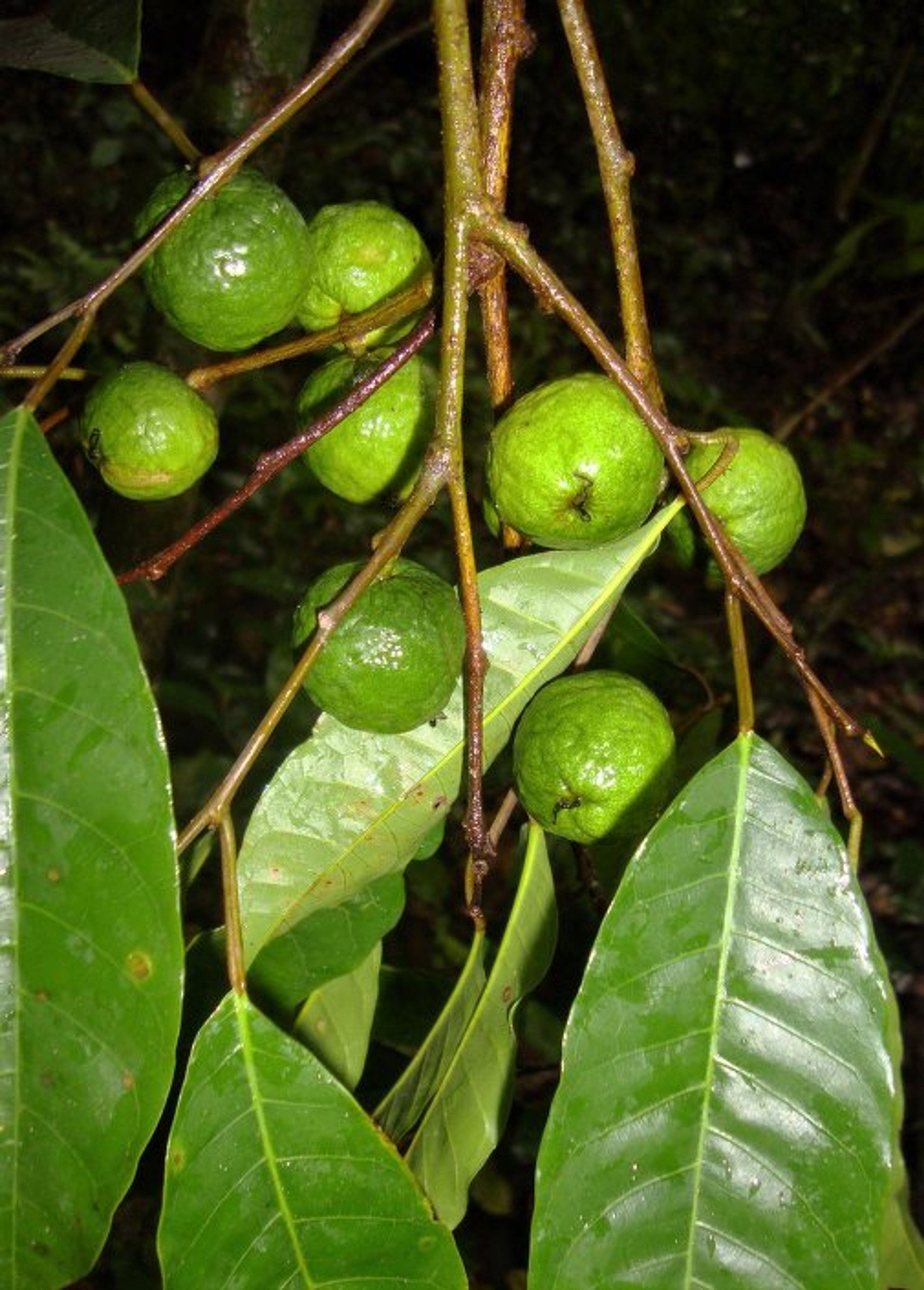 Clarisia racemosa - 31