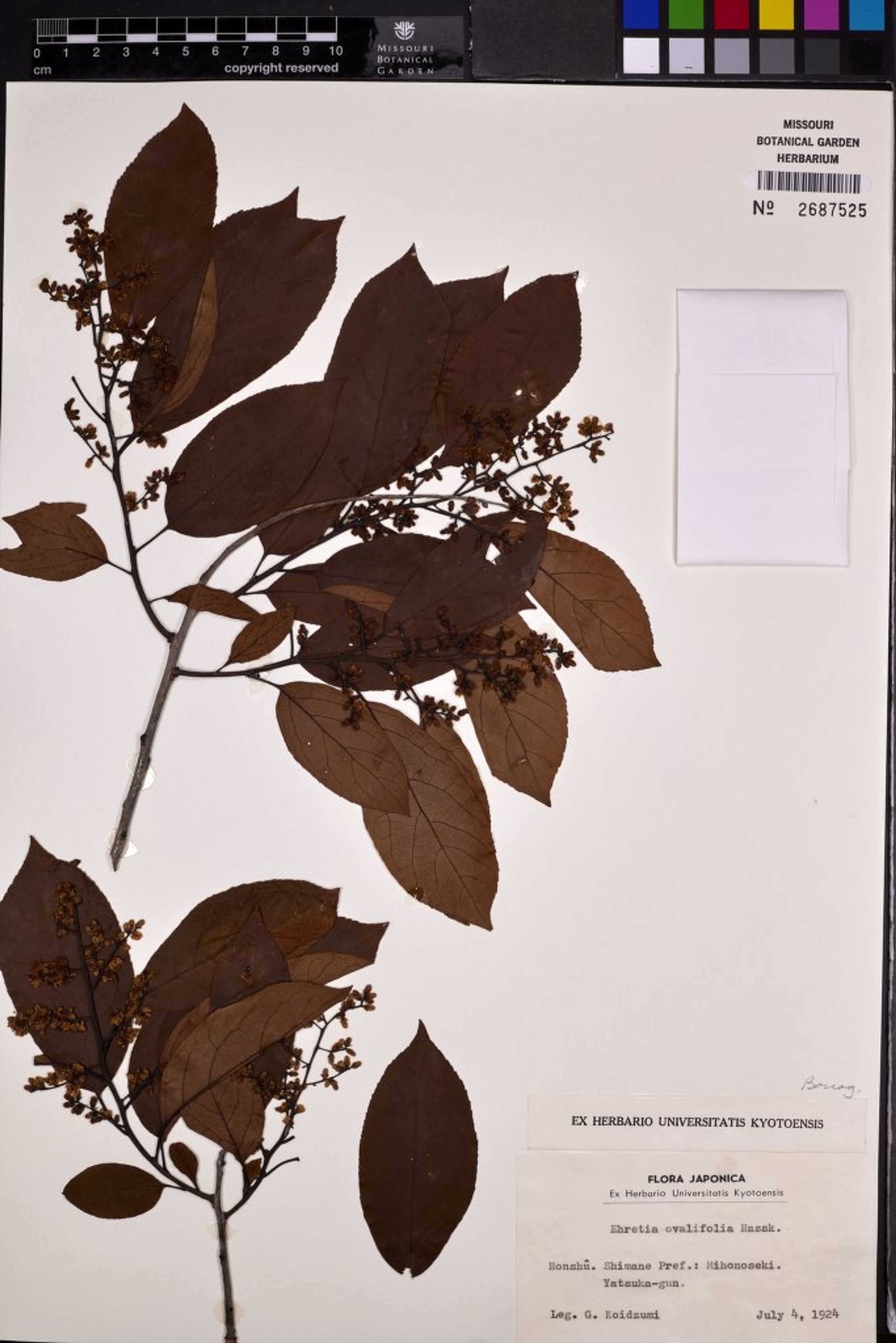 Ehretia ovalifolia - 15