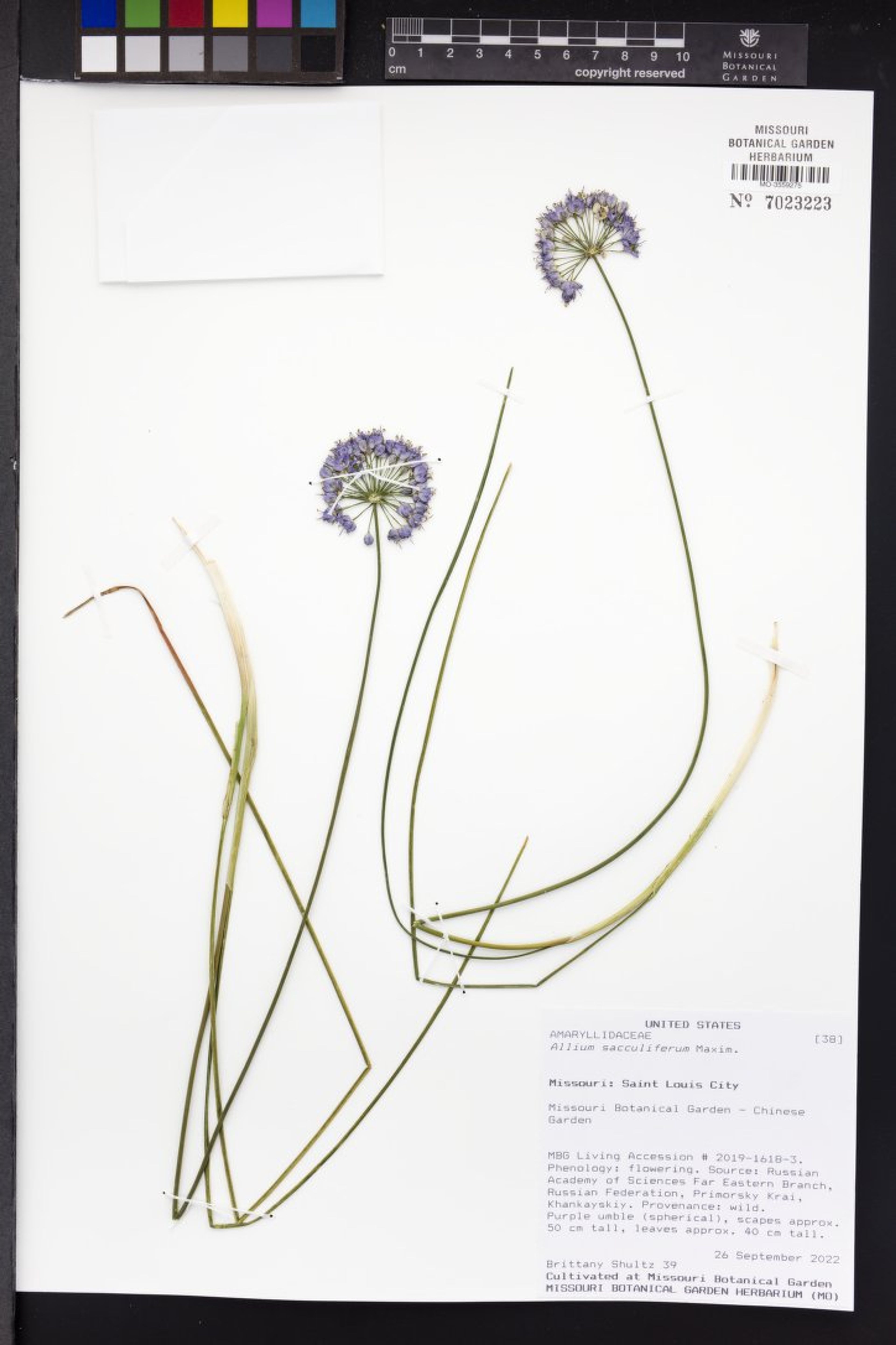 Allium sacculiferum - 3