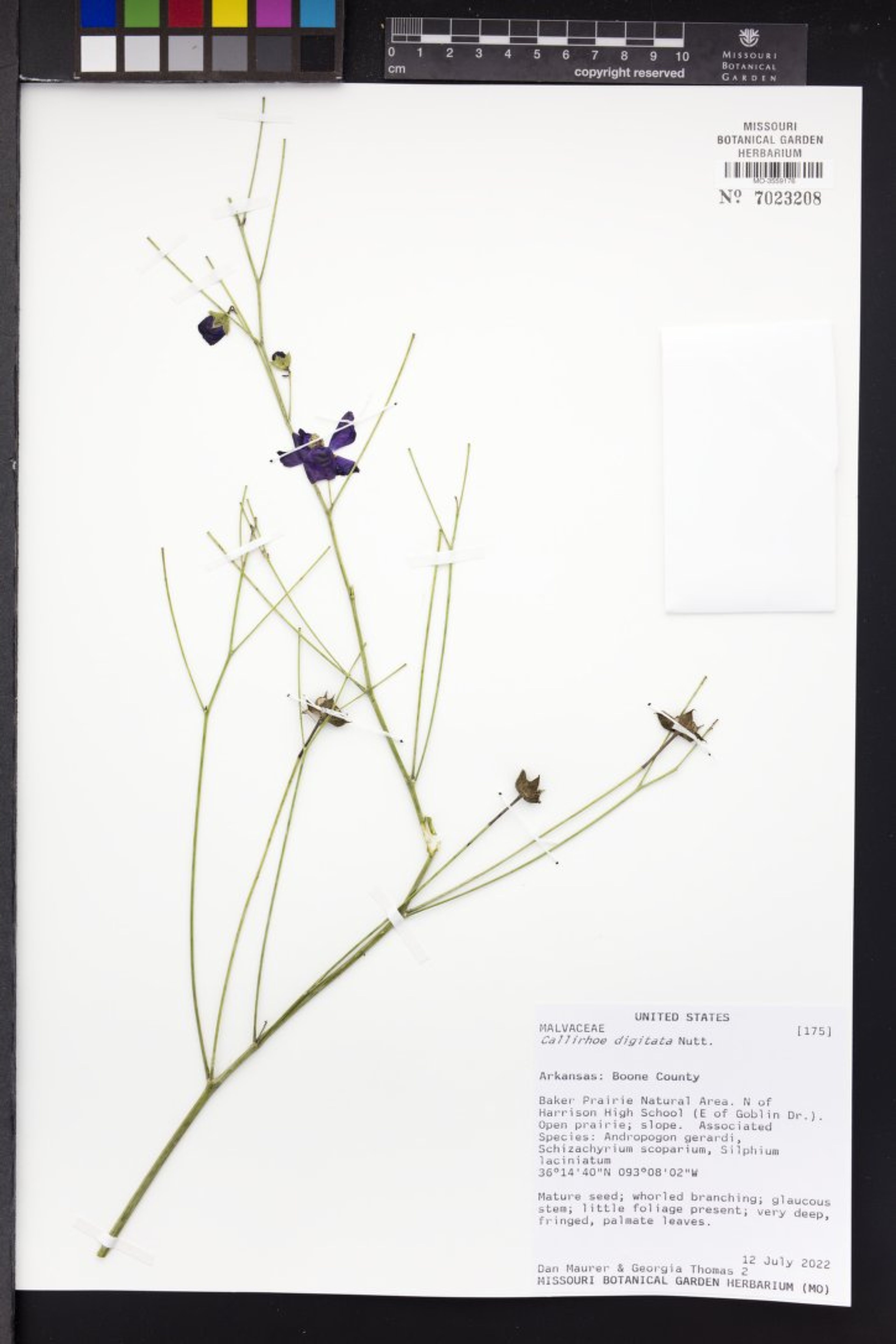 Callirhoe digitata - 143