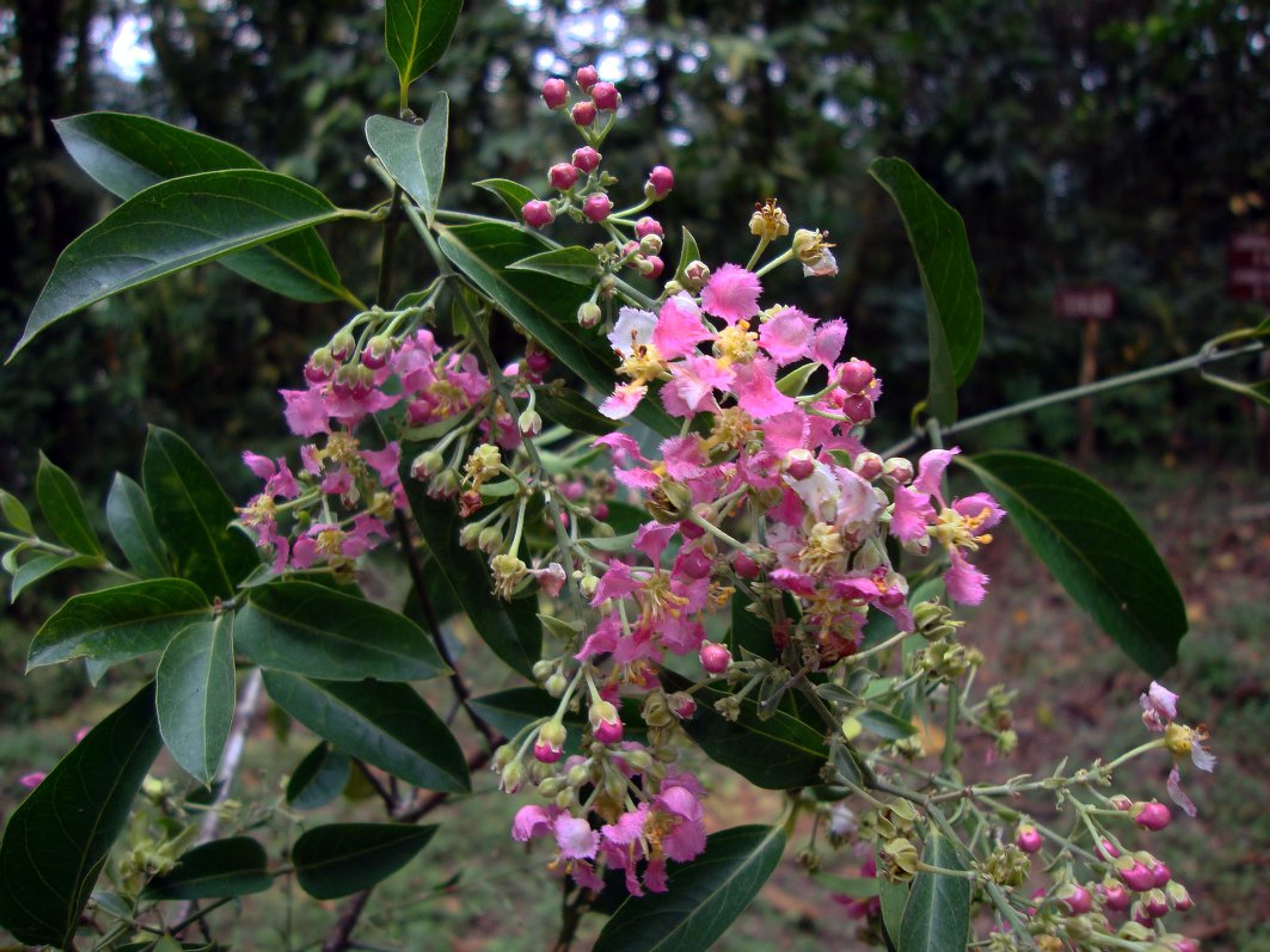 Banisteriopsis caapi - 95