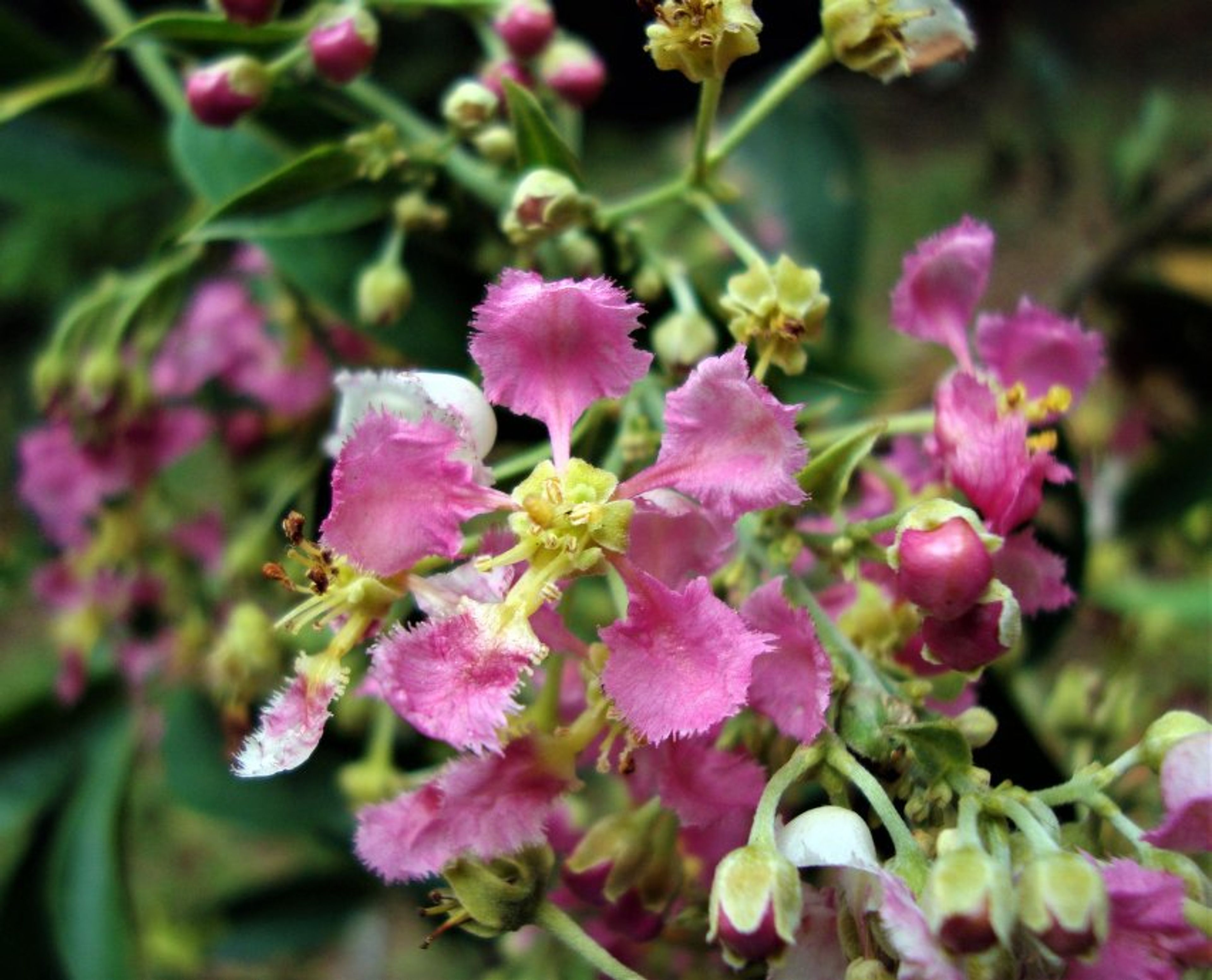 Banisteriopsis caapi - 49