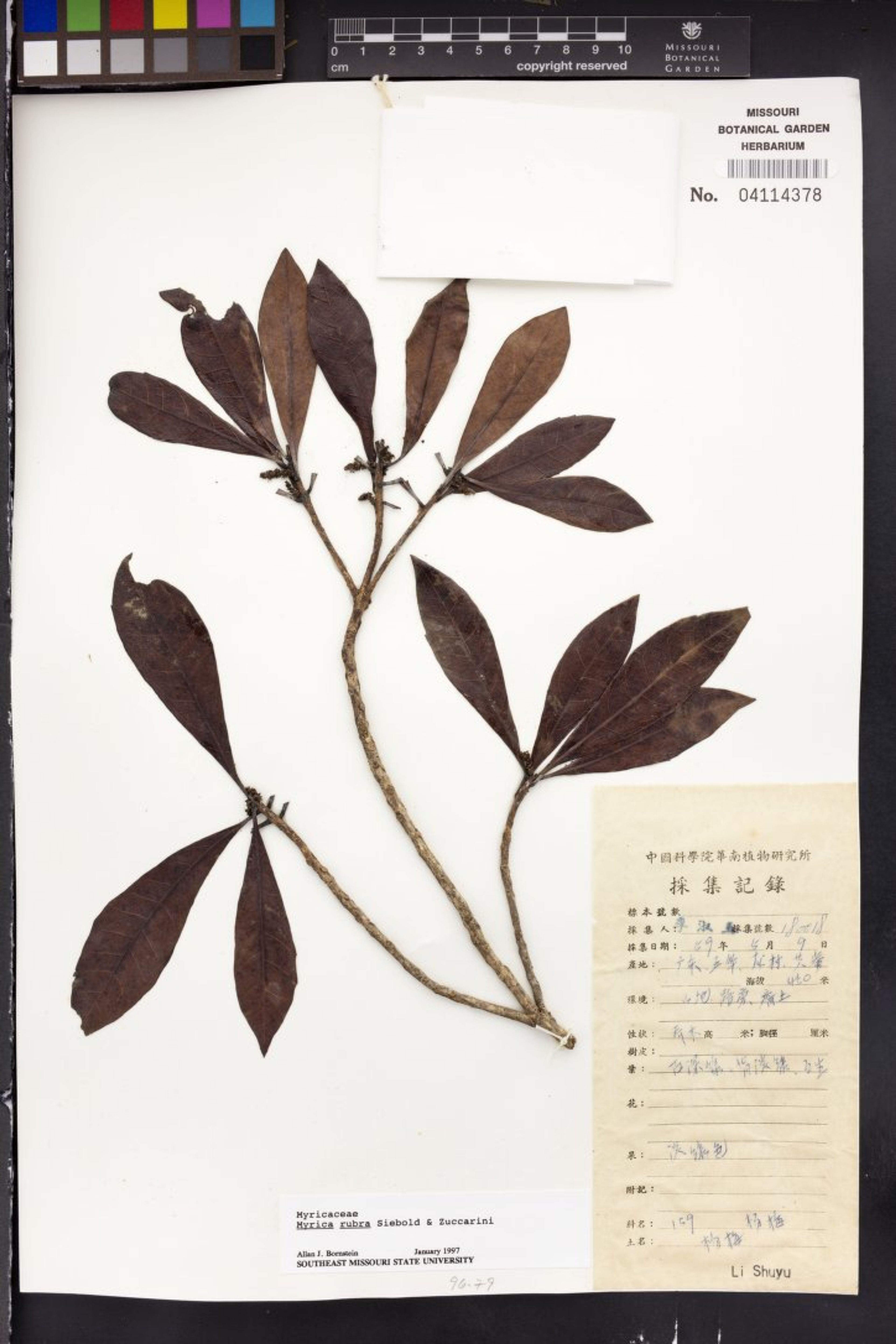 Myrica rubra - 34