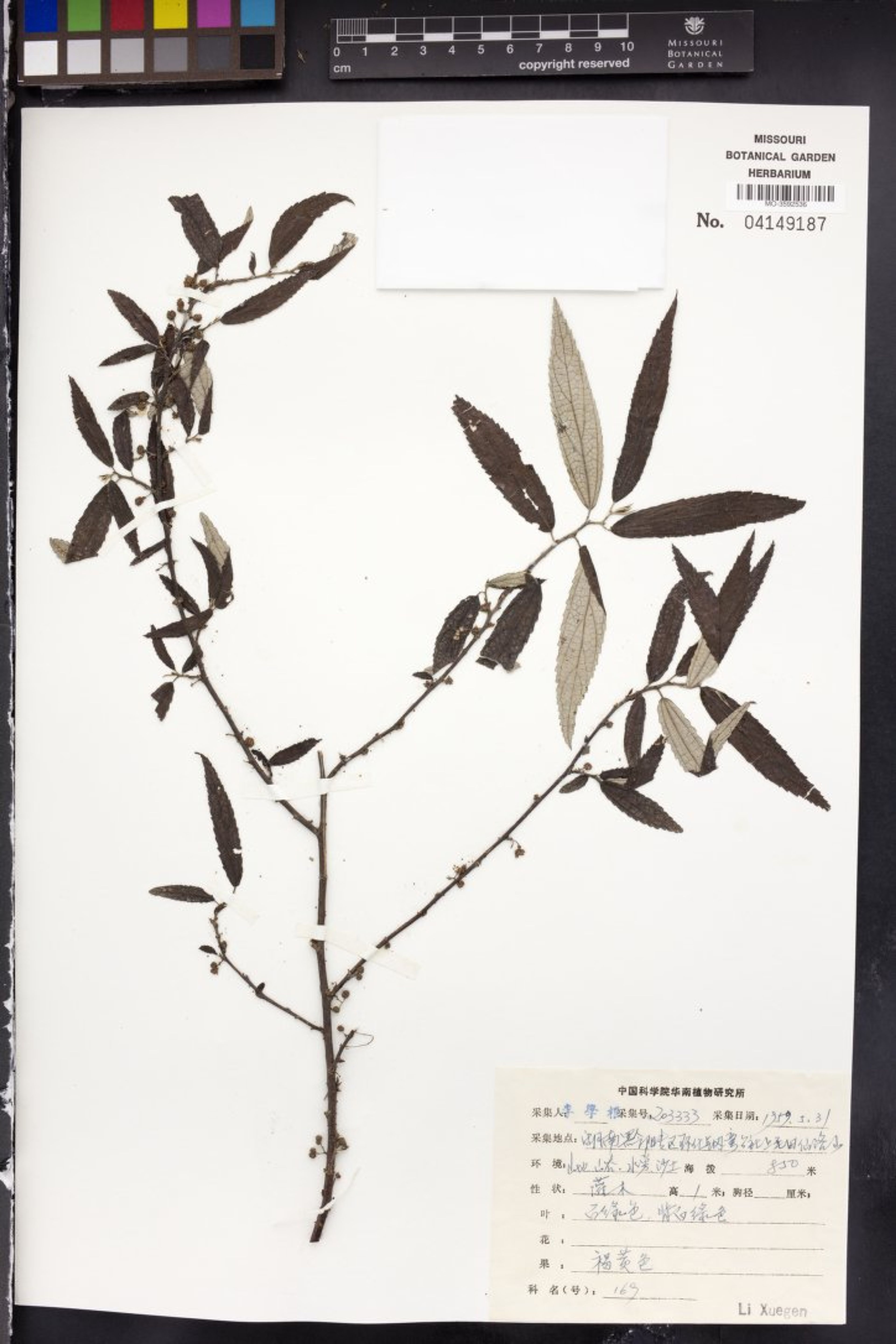Debregeasia edulis - 16