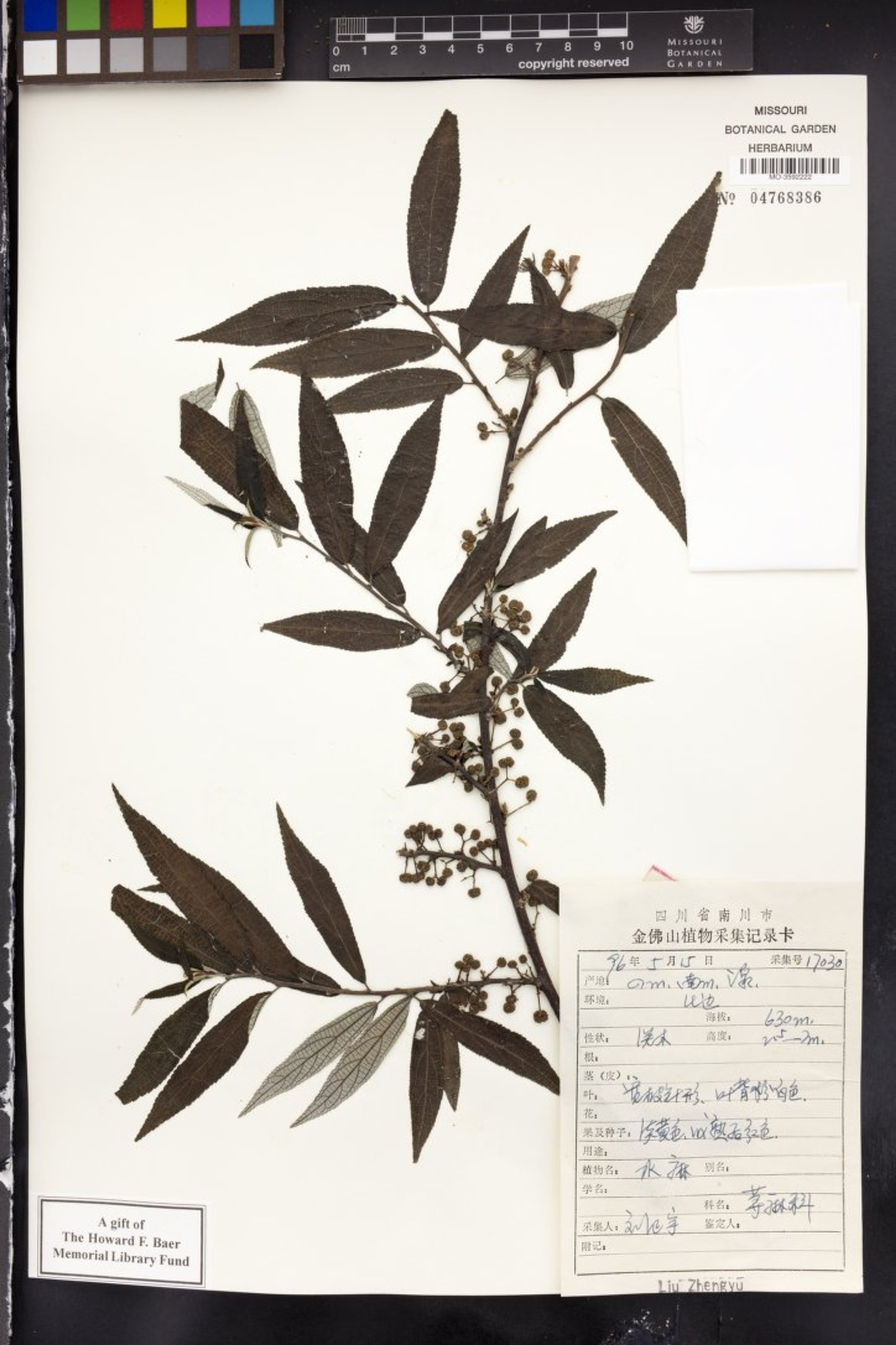 Debregeasia edulis - 65