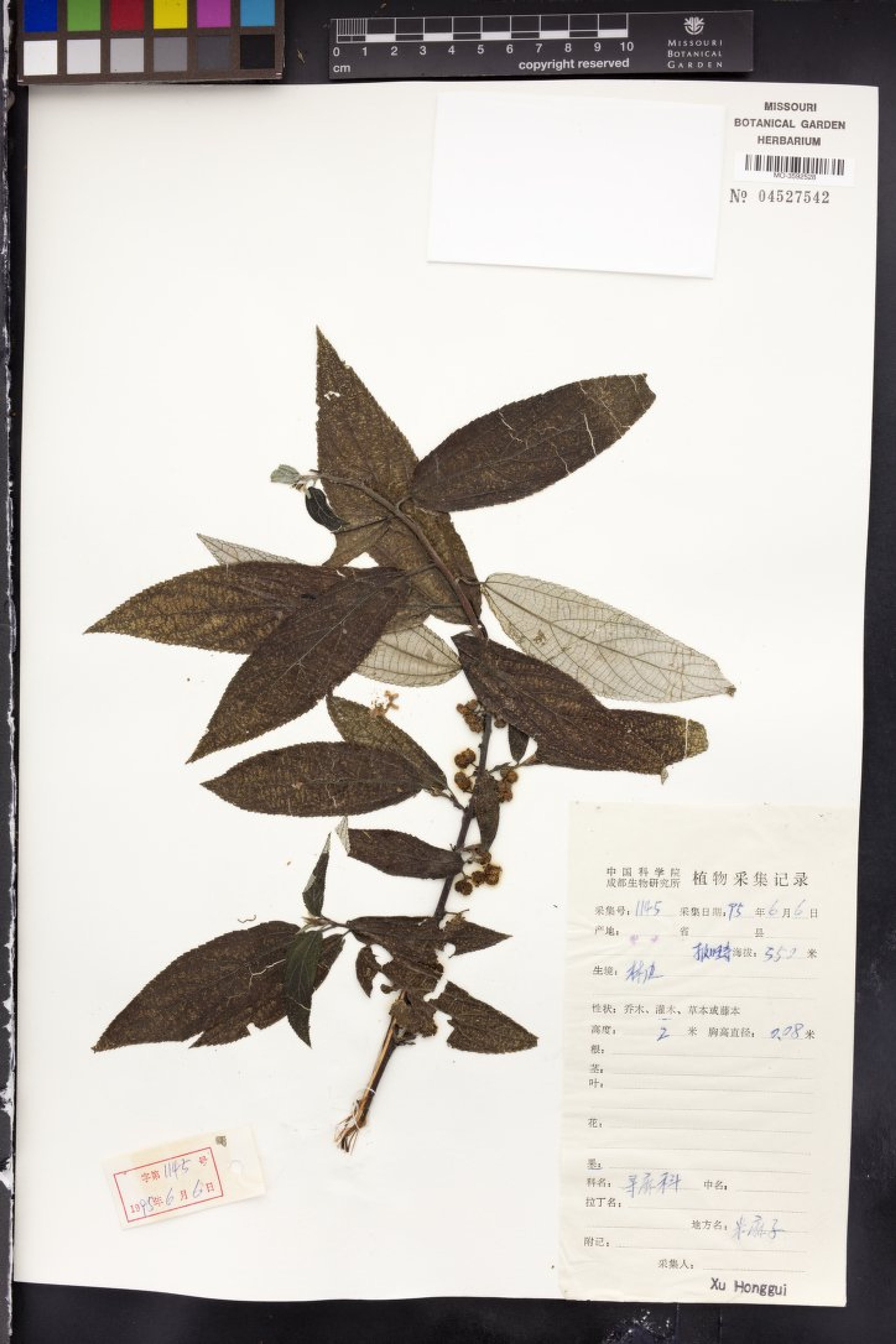 Debregeasia edulis - 62