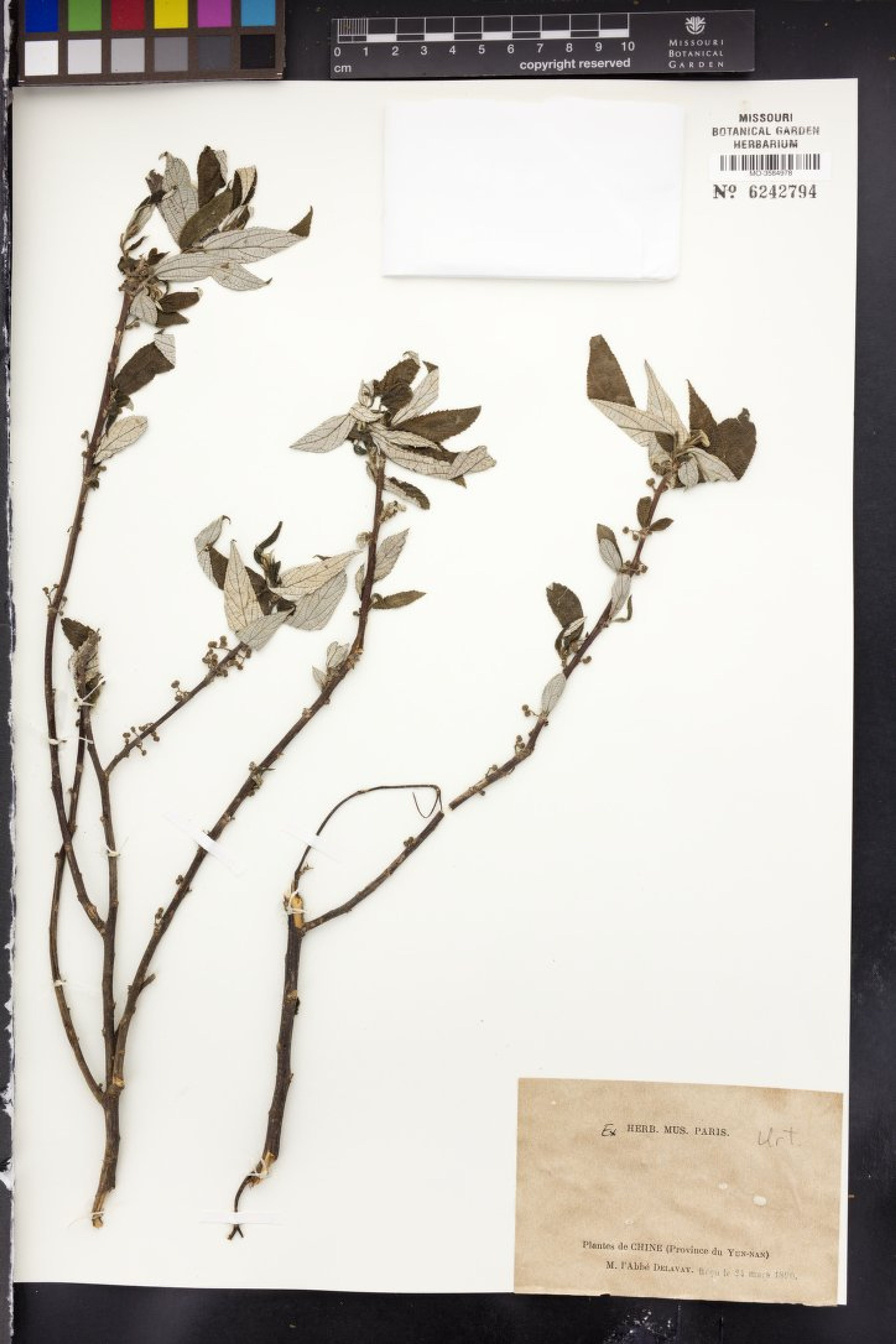 Debregeasia edulis - 64