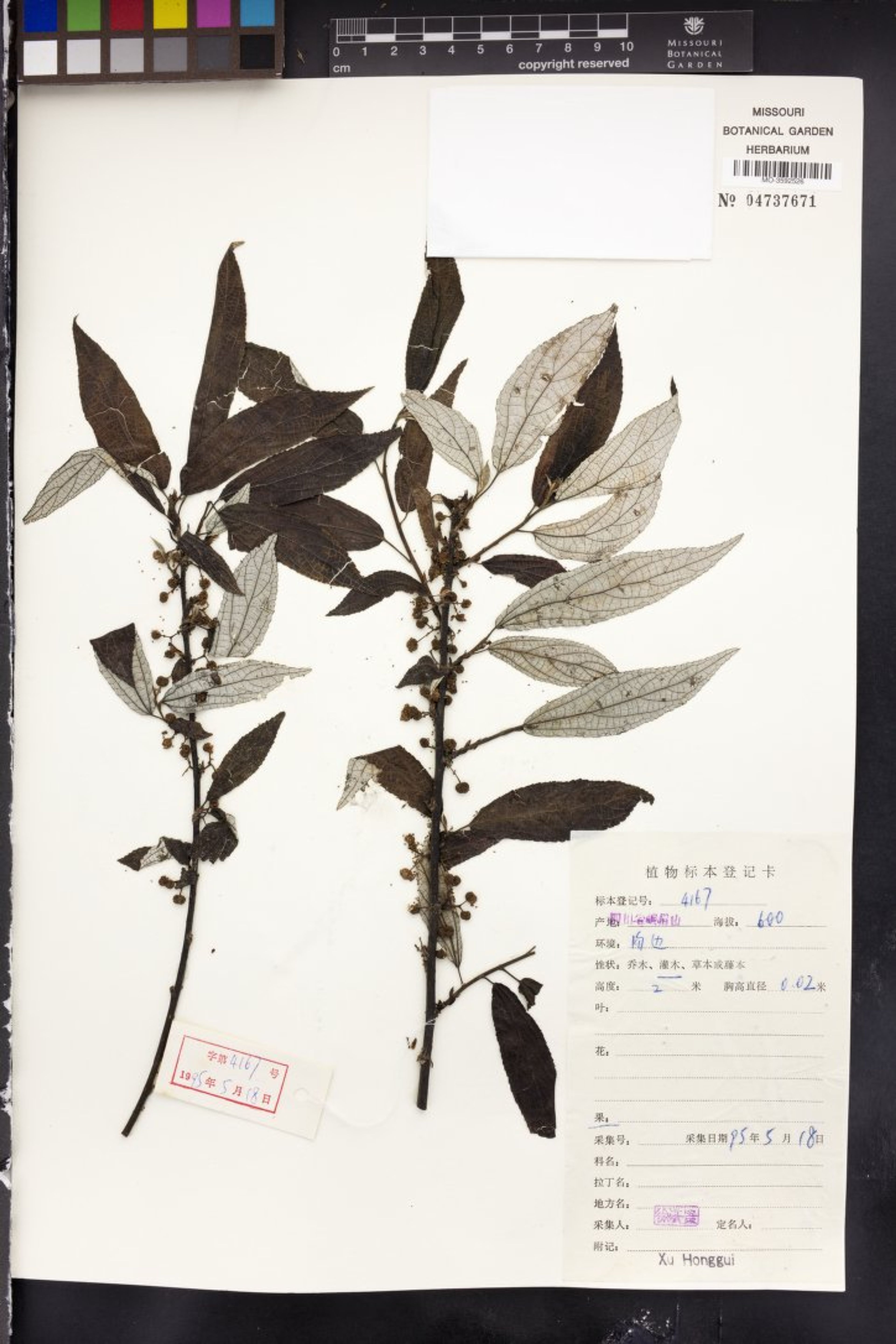 Debregeasia edulis - 54