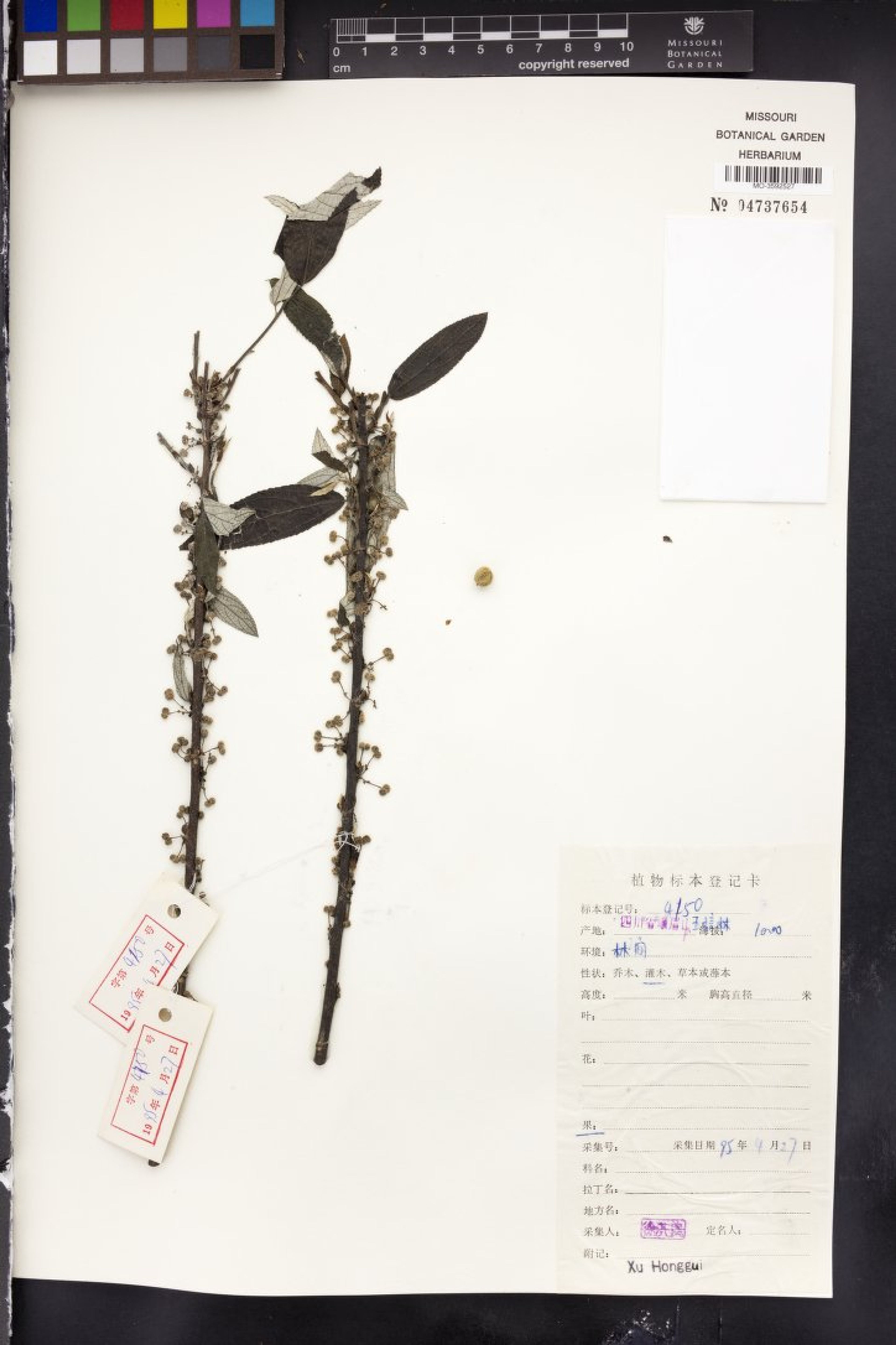 Debregeasia edulis - 15