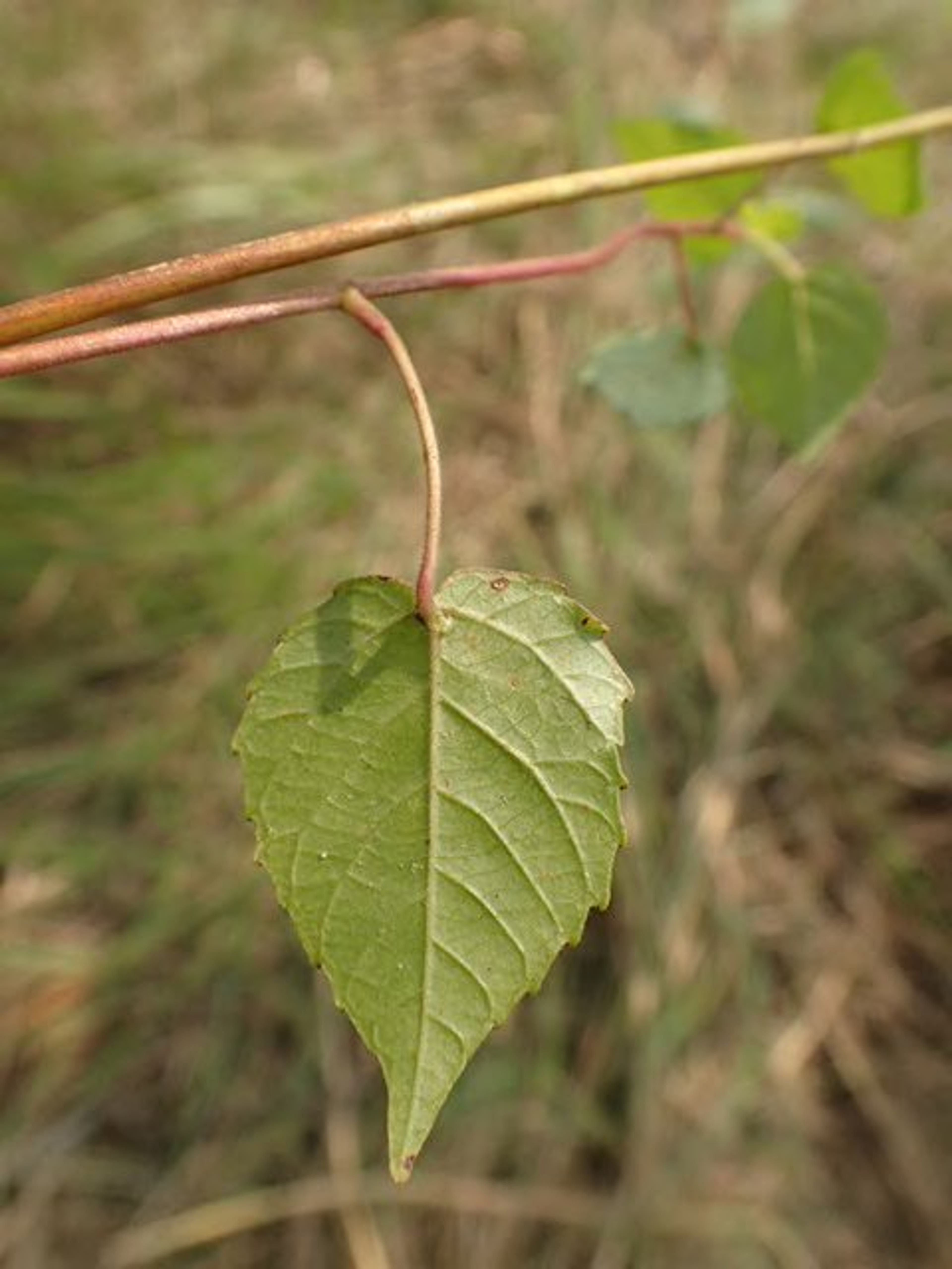 Alchornea cordifolia - 124