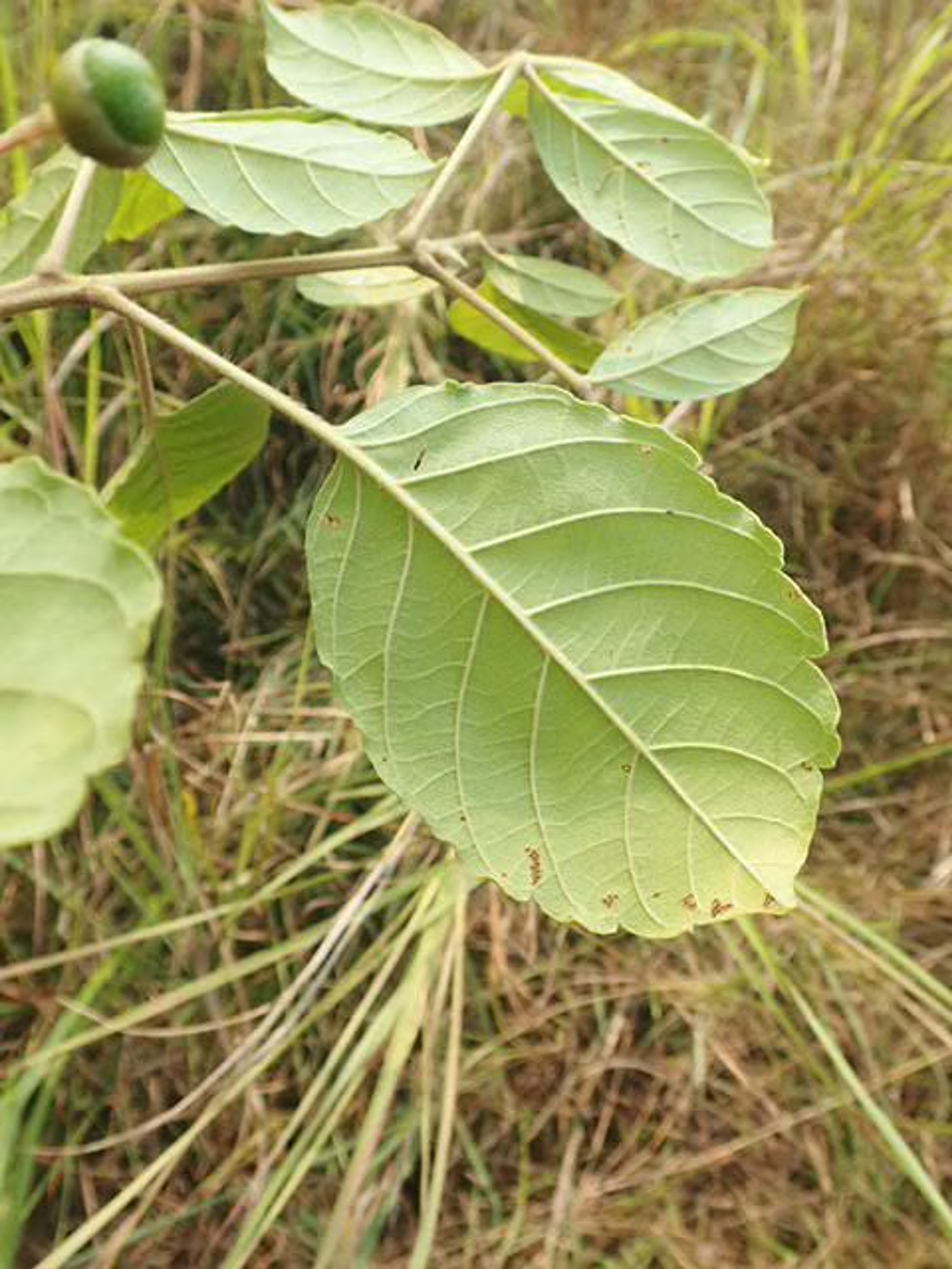 Vitex madiensis - 99