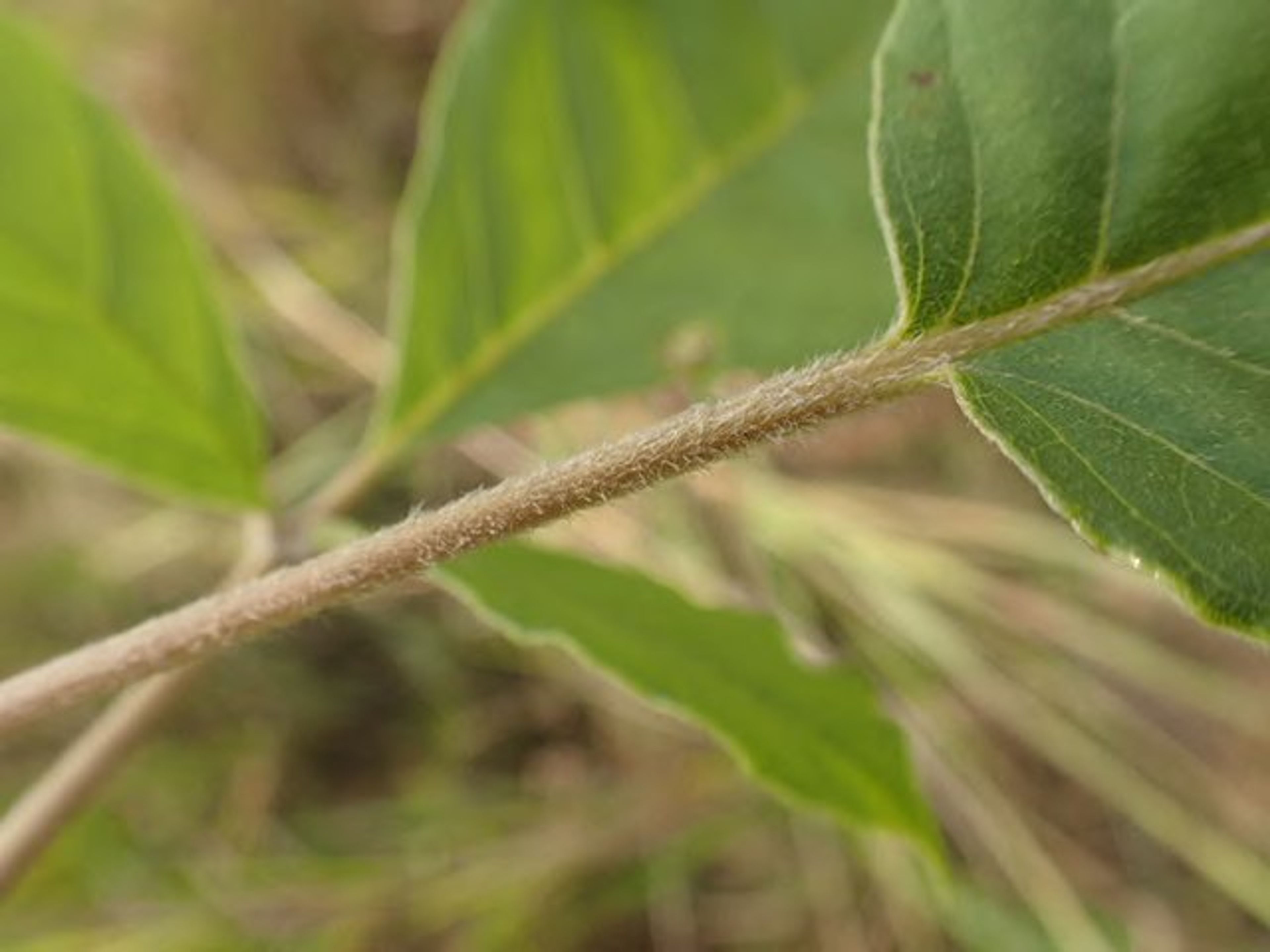 Vitex madiensis - 46