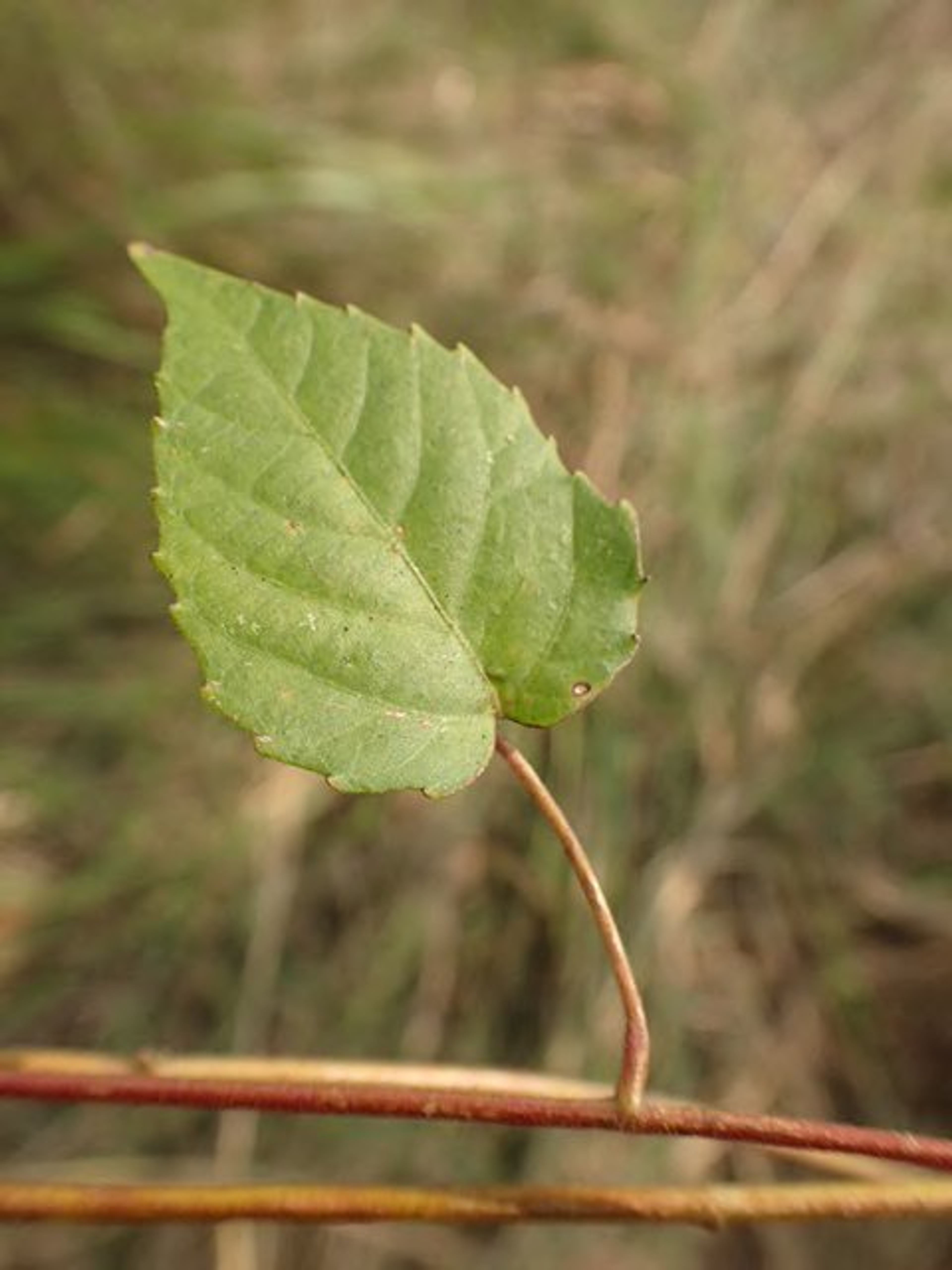 Alchornea cordifolia - 130