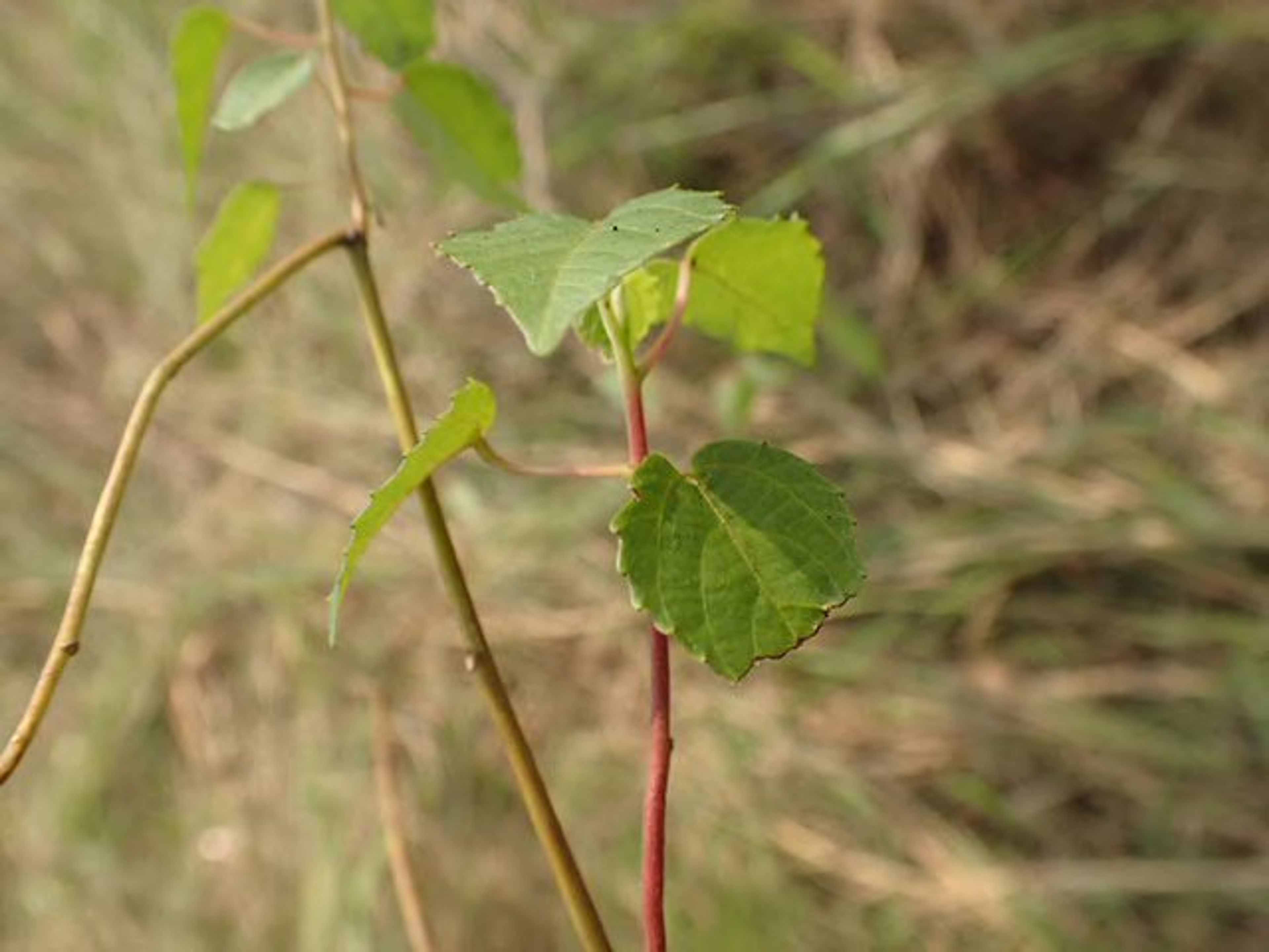 Alchornea cordifolia - 110