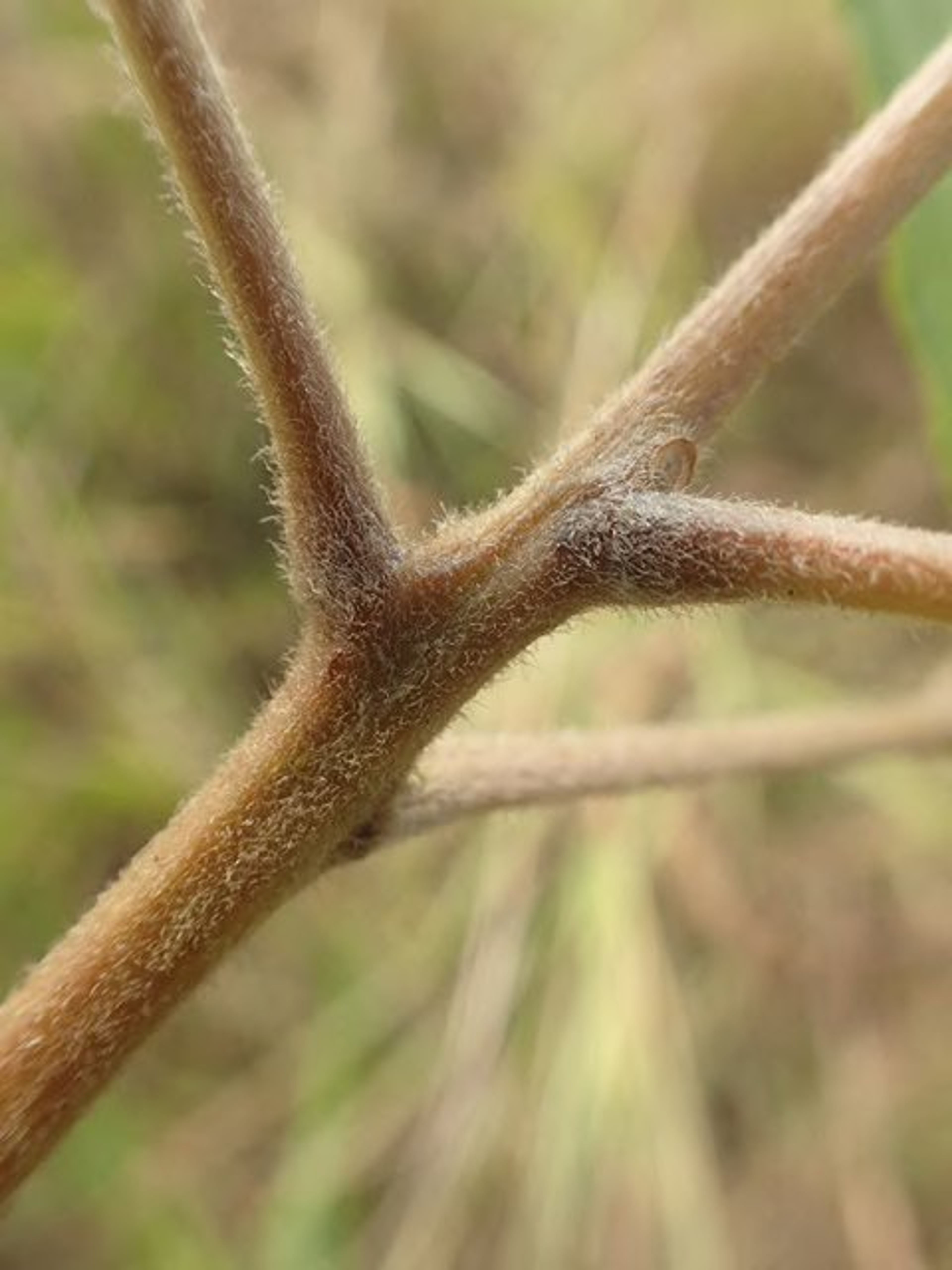 Vitex madiensis - 133