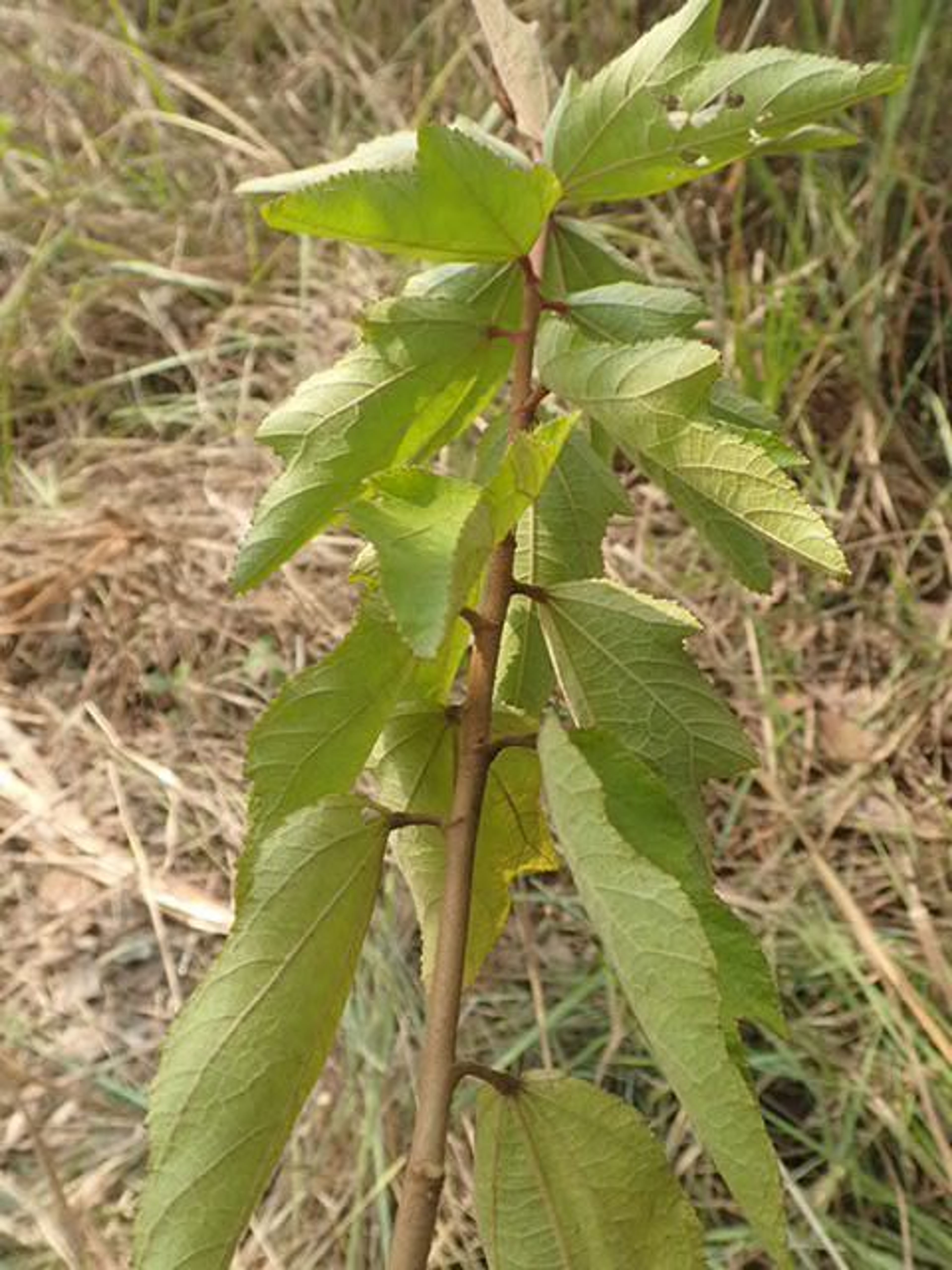 Clappertonia ficifolia - 57