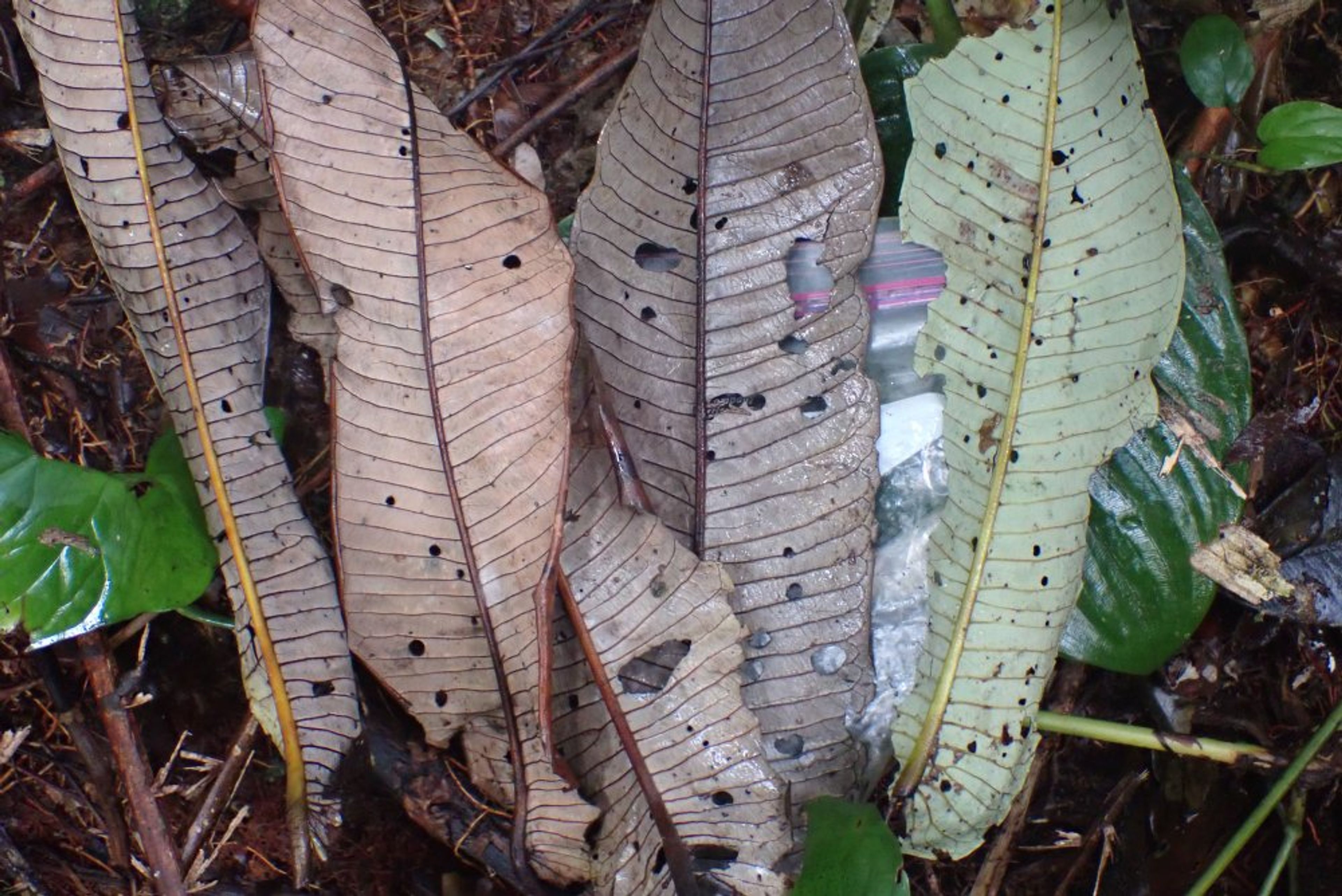 Pycnanthus angolensis - 28