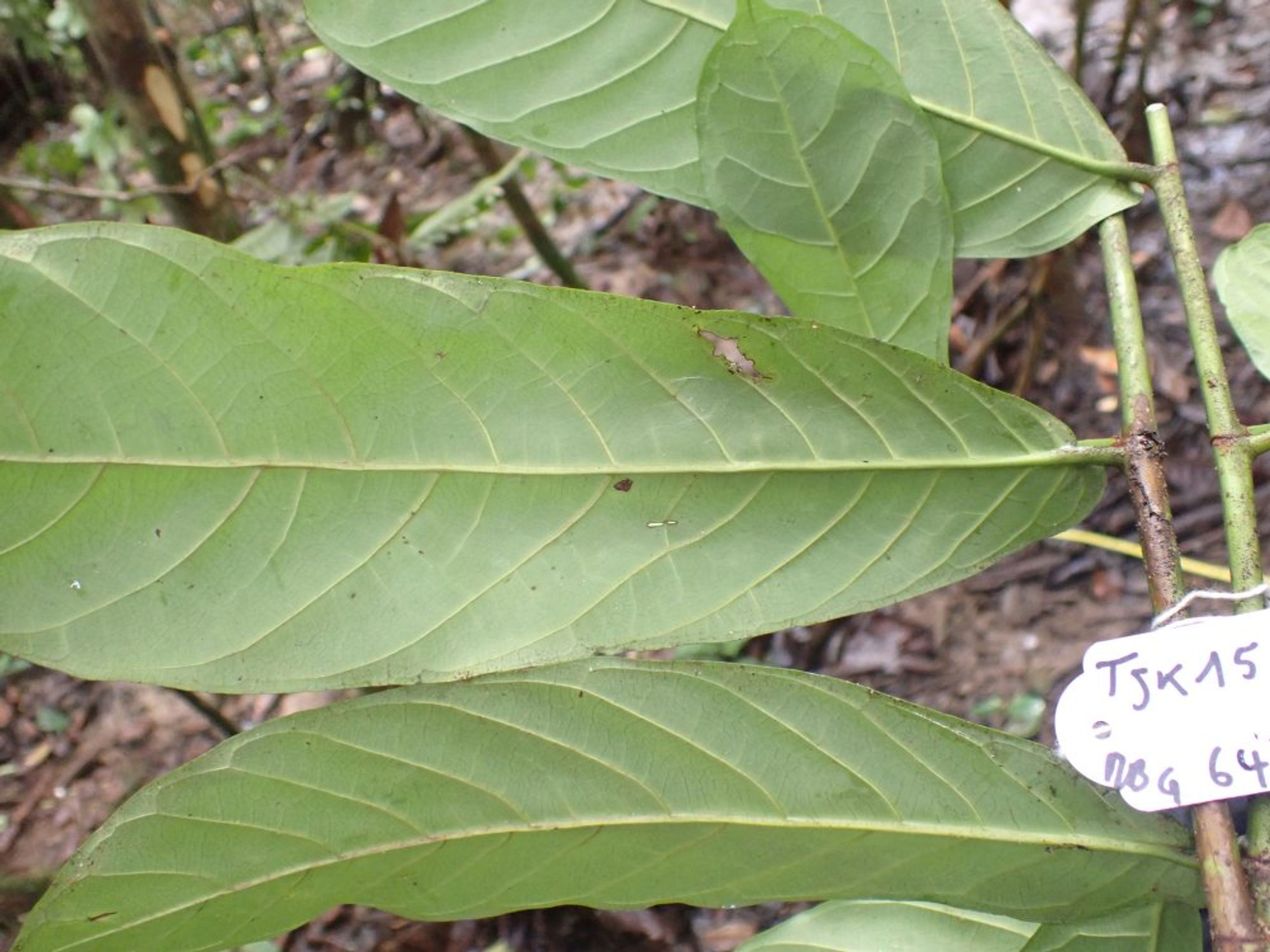 Treculia africana - 30