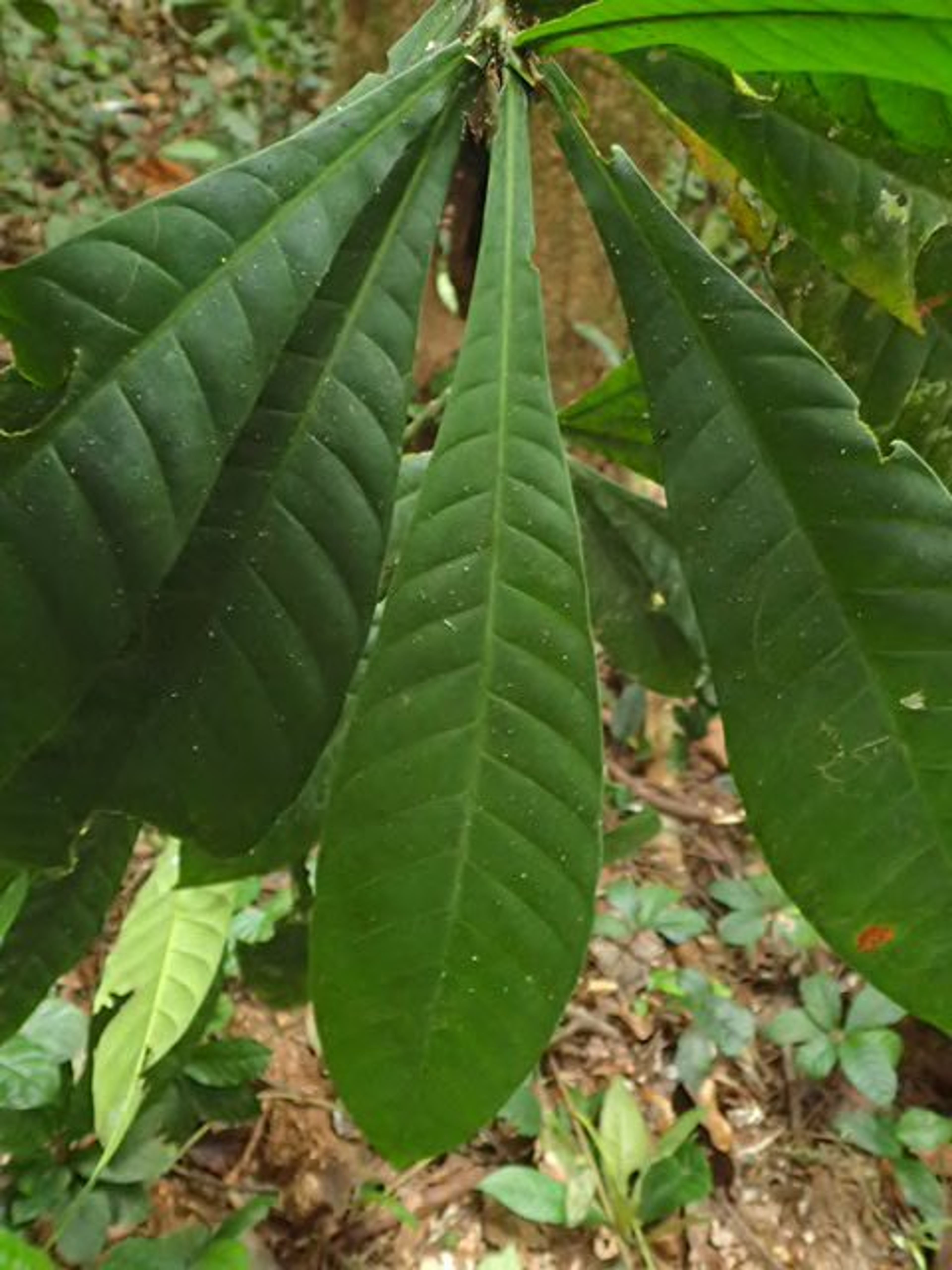Corynanthe - 121
