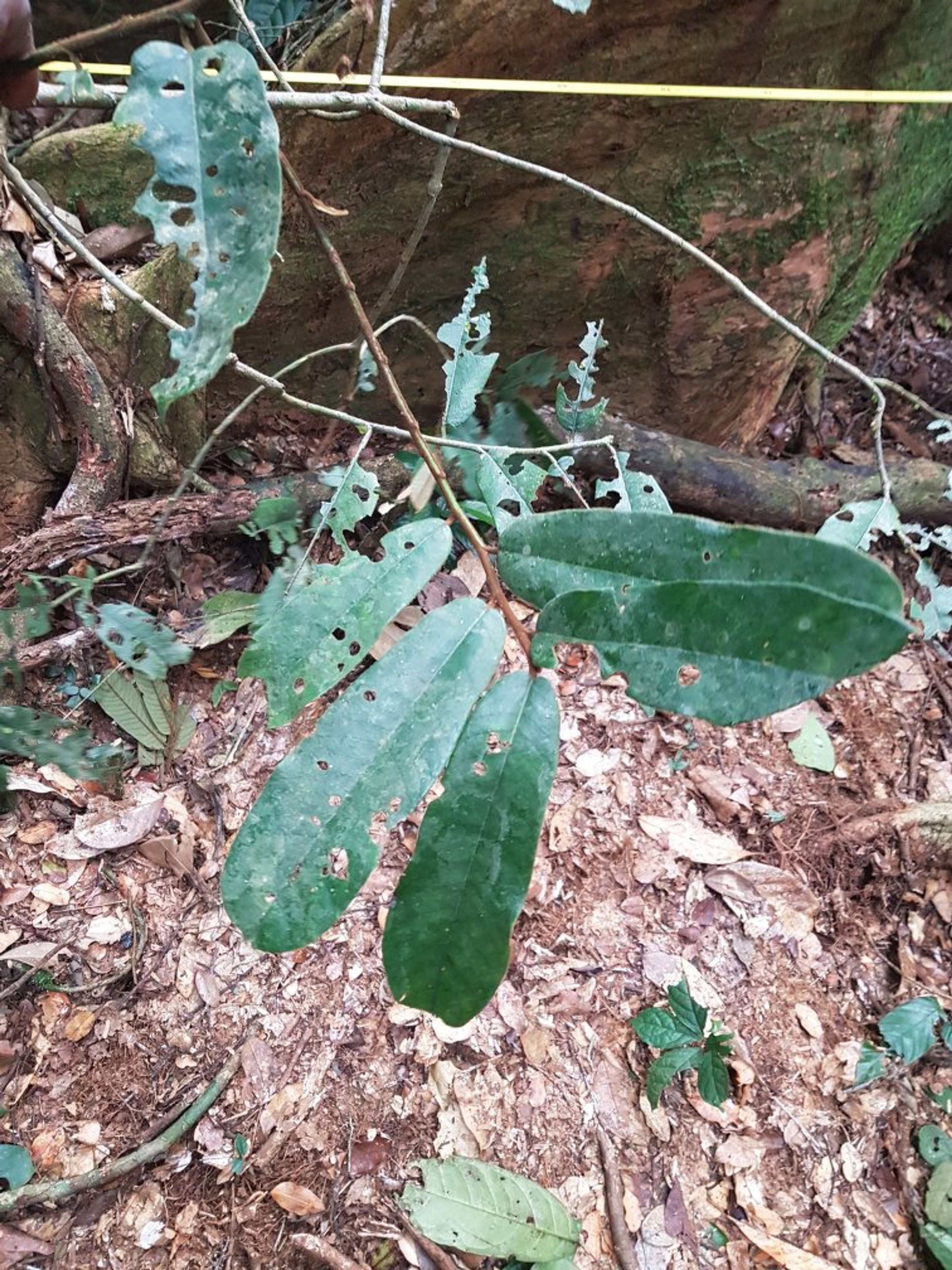 Pycnanthus angolensis - 116