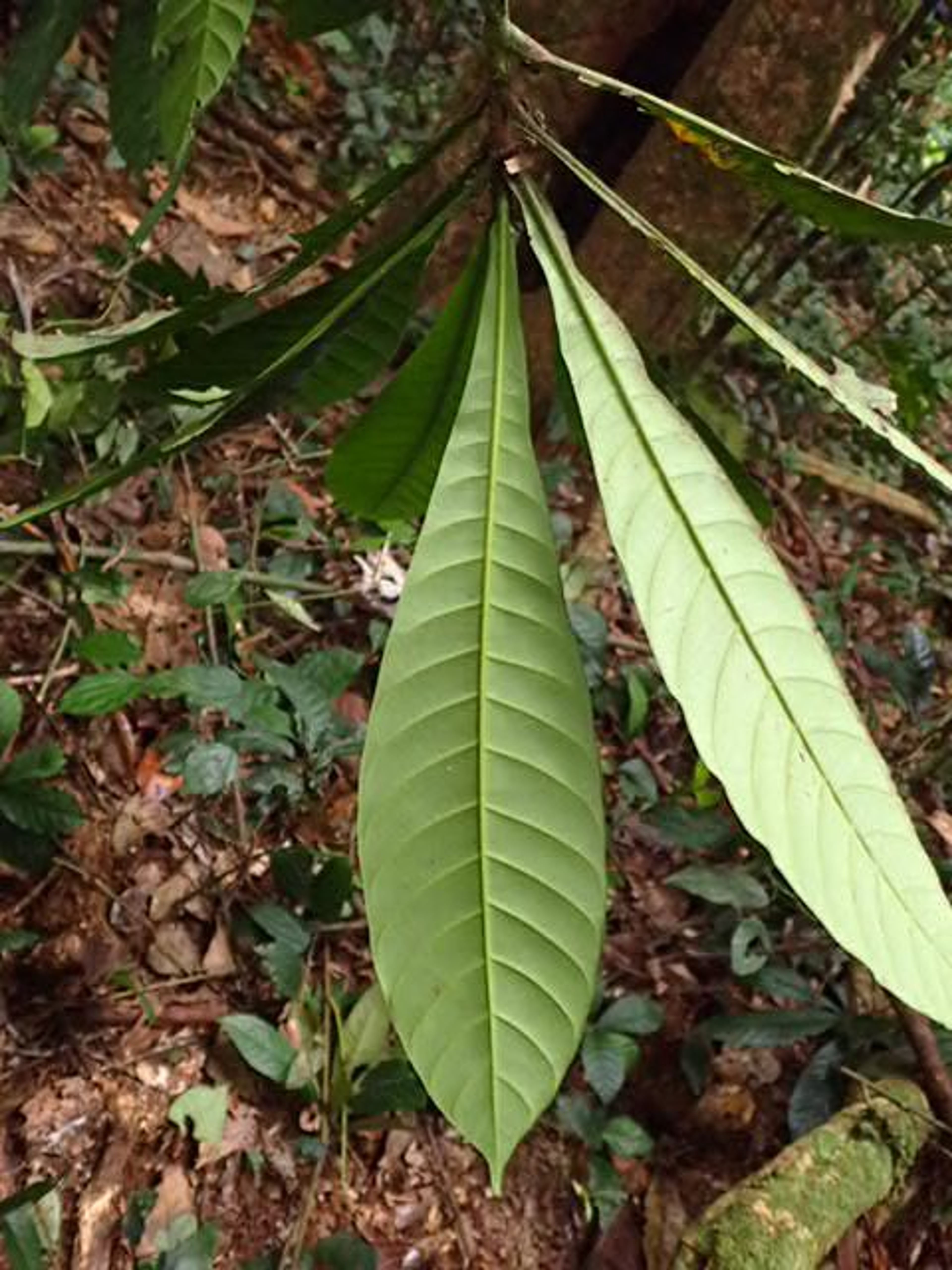 Corynanthe - 90