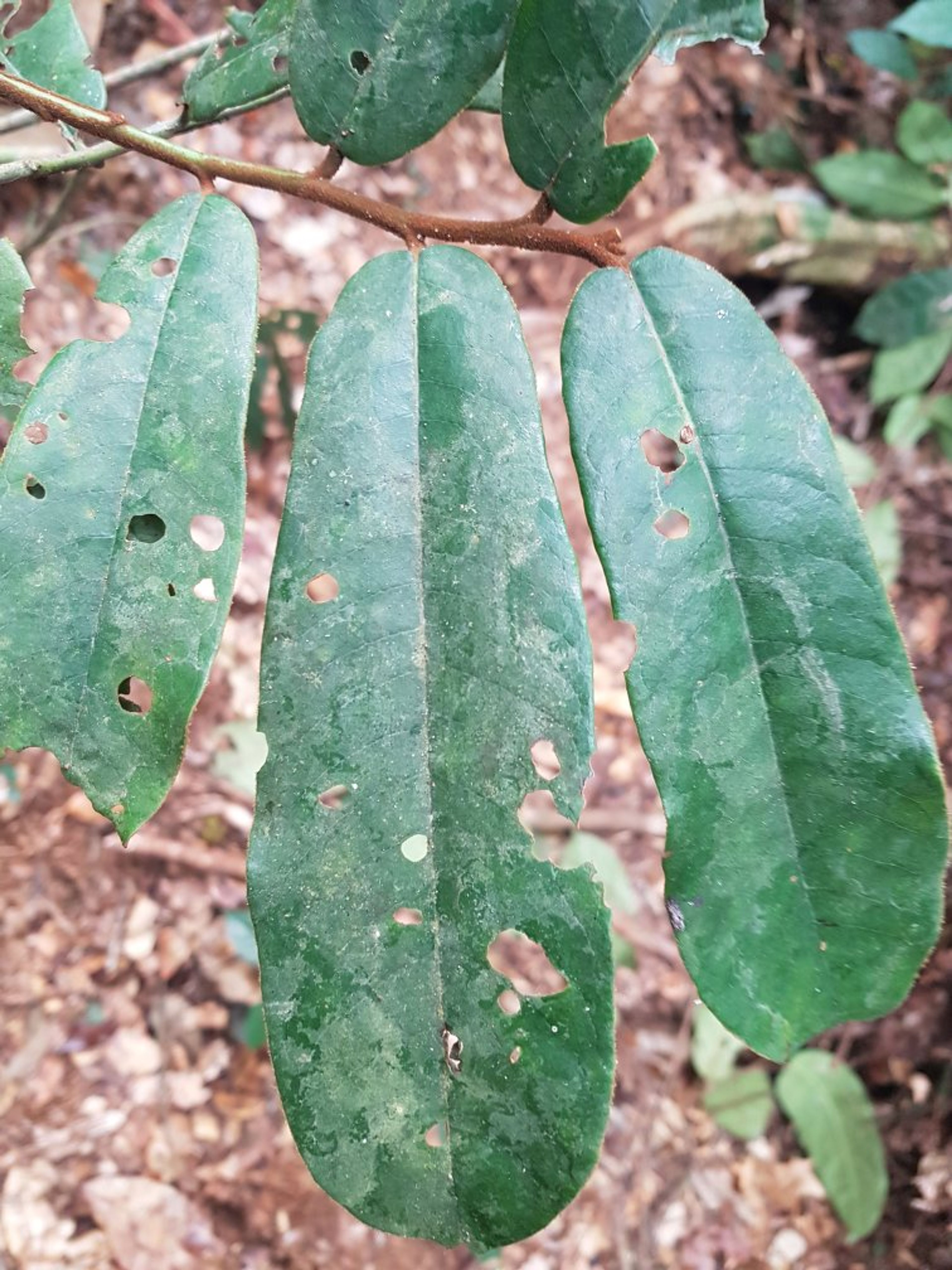 Pycnanthus angolensis - 87