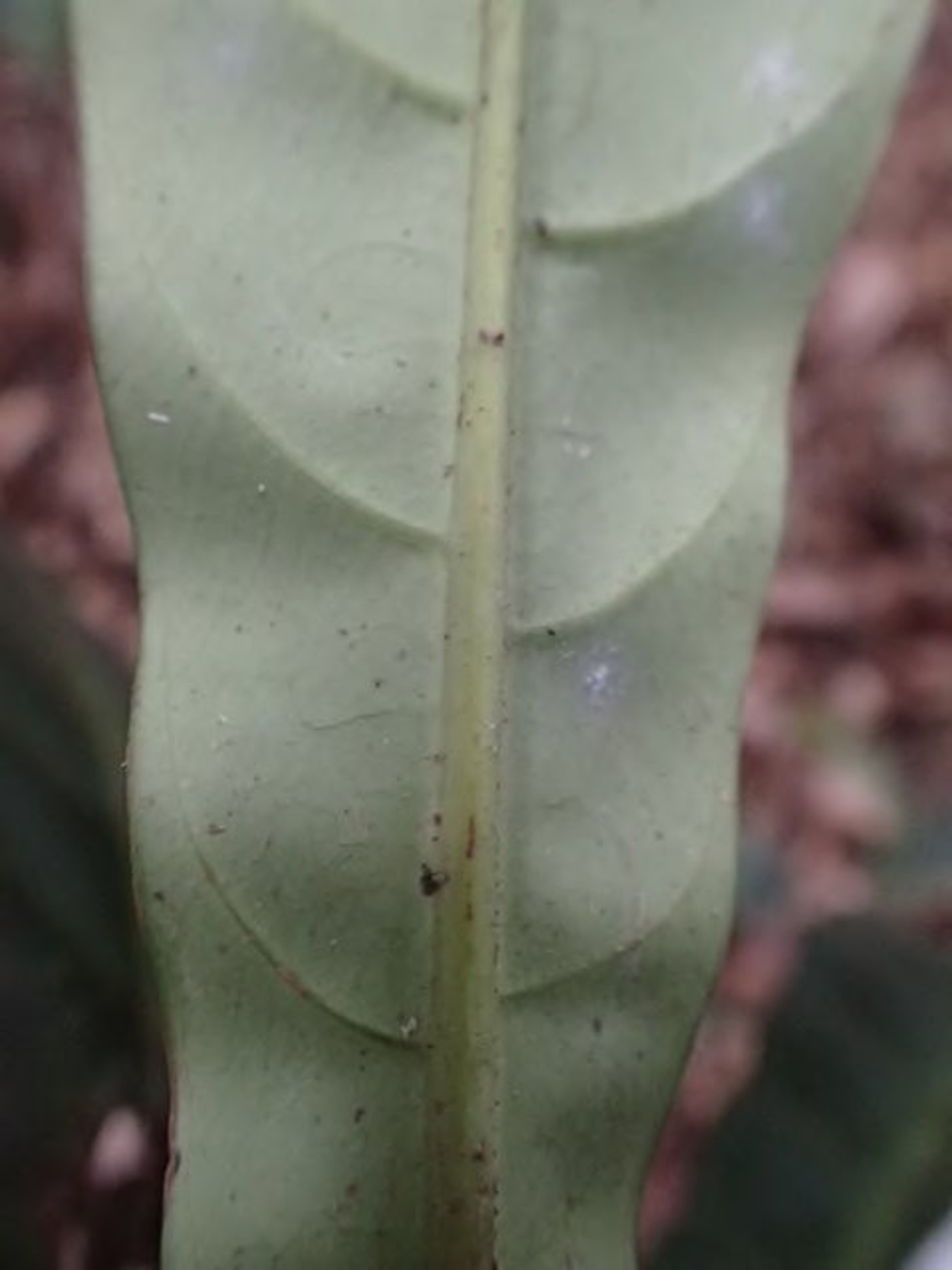 Corynanthe - 95