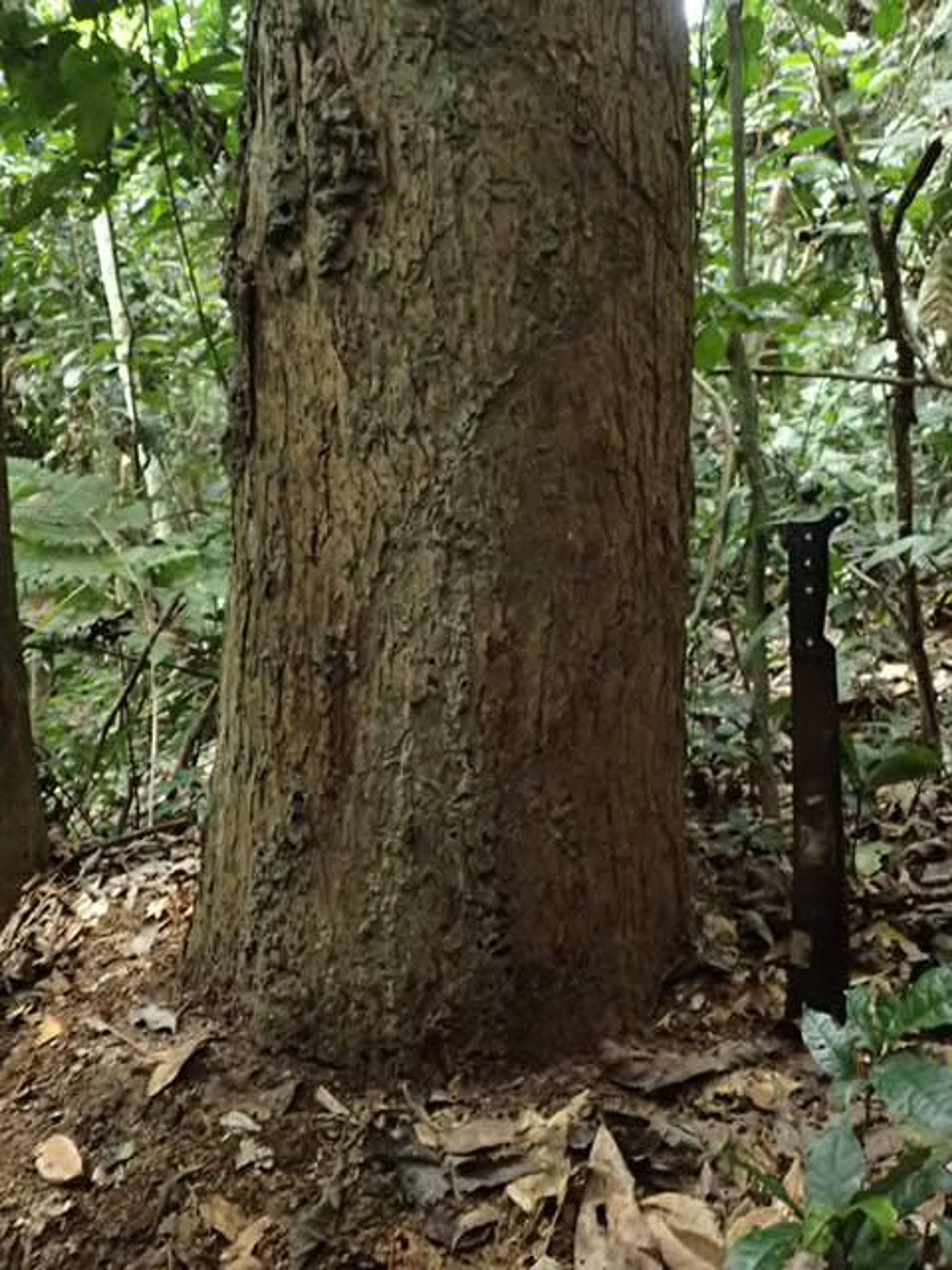 Lophira alata - 69