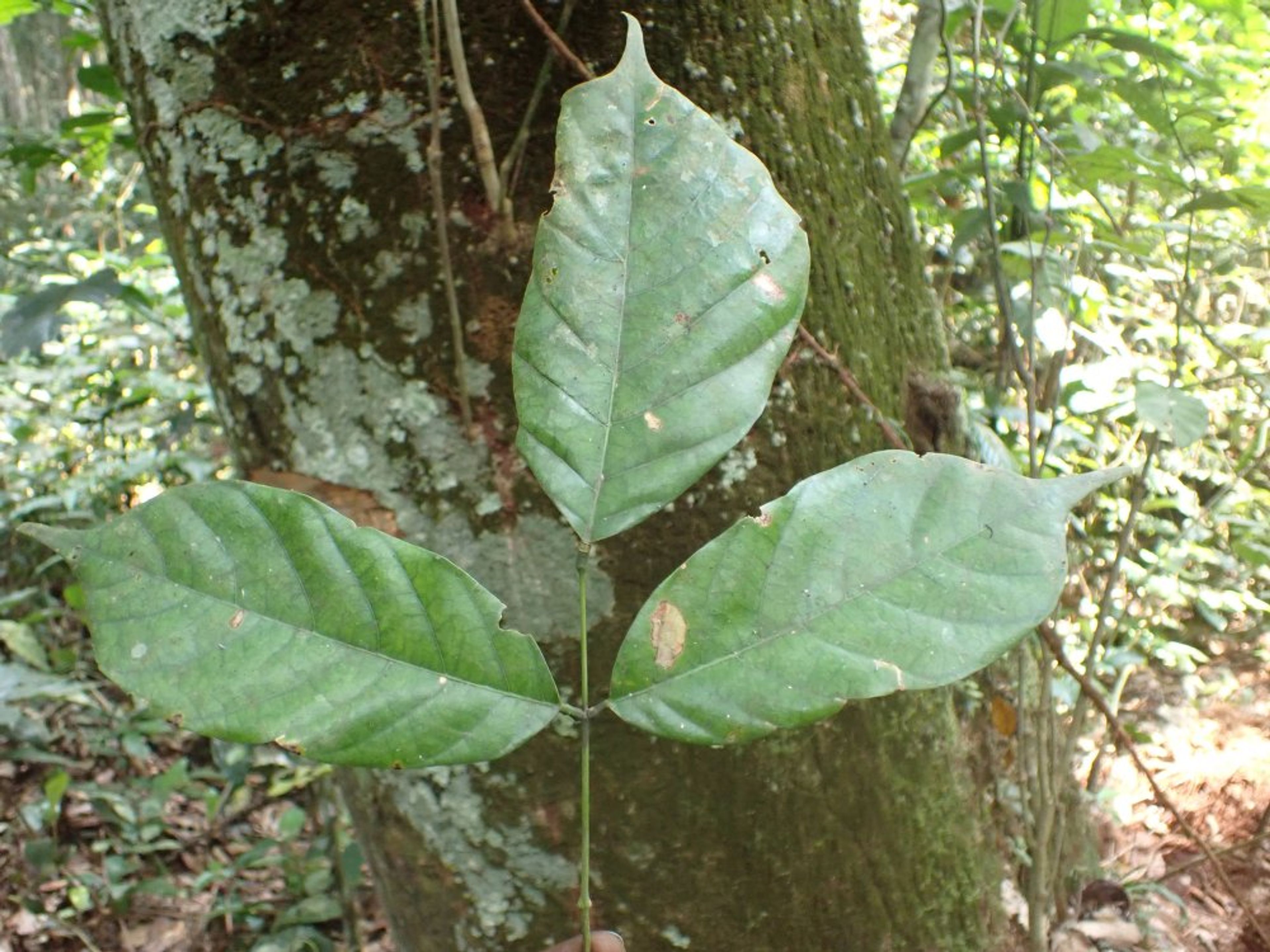 Millettia laurentii - 3