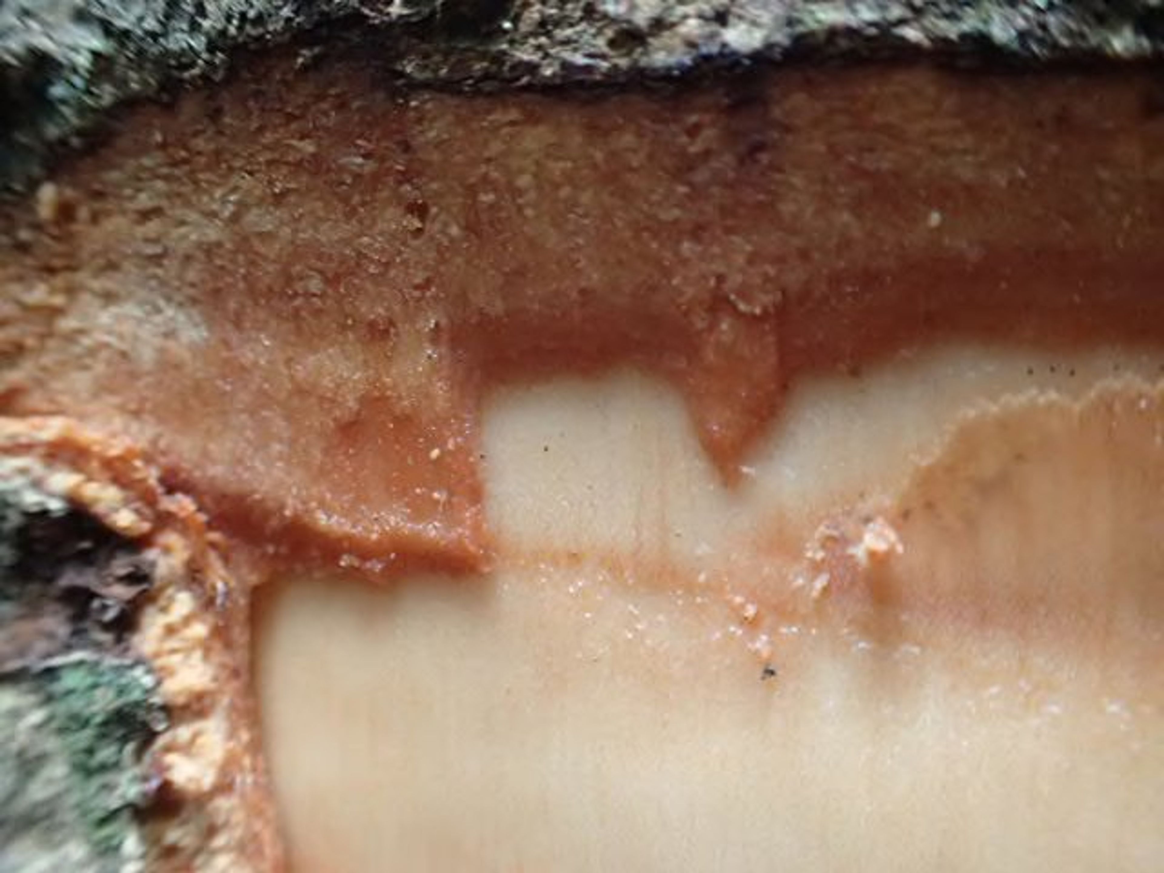 Guibourtia tessmannii - 55