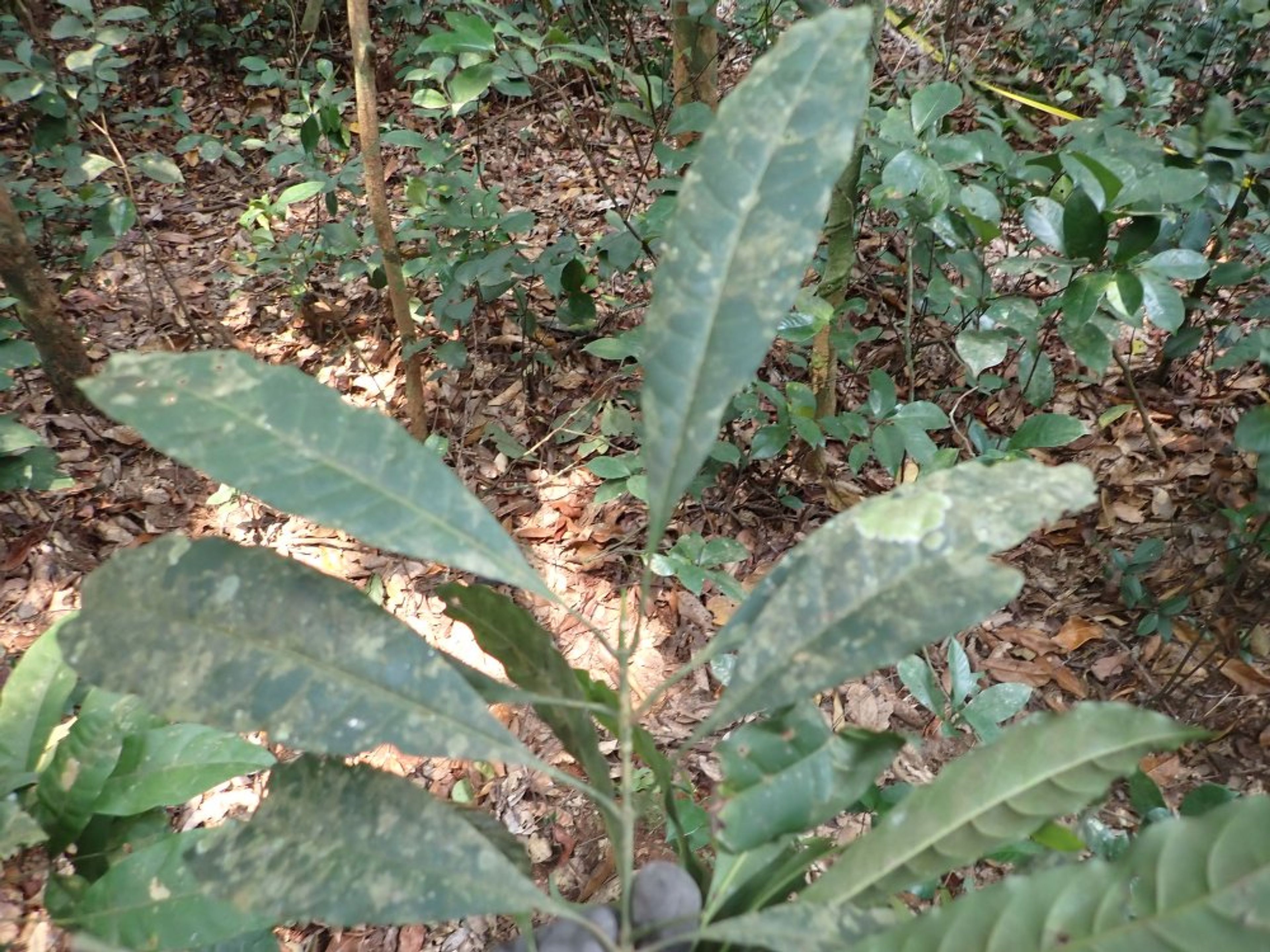 Corynanthe - 185