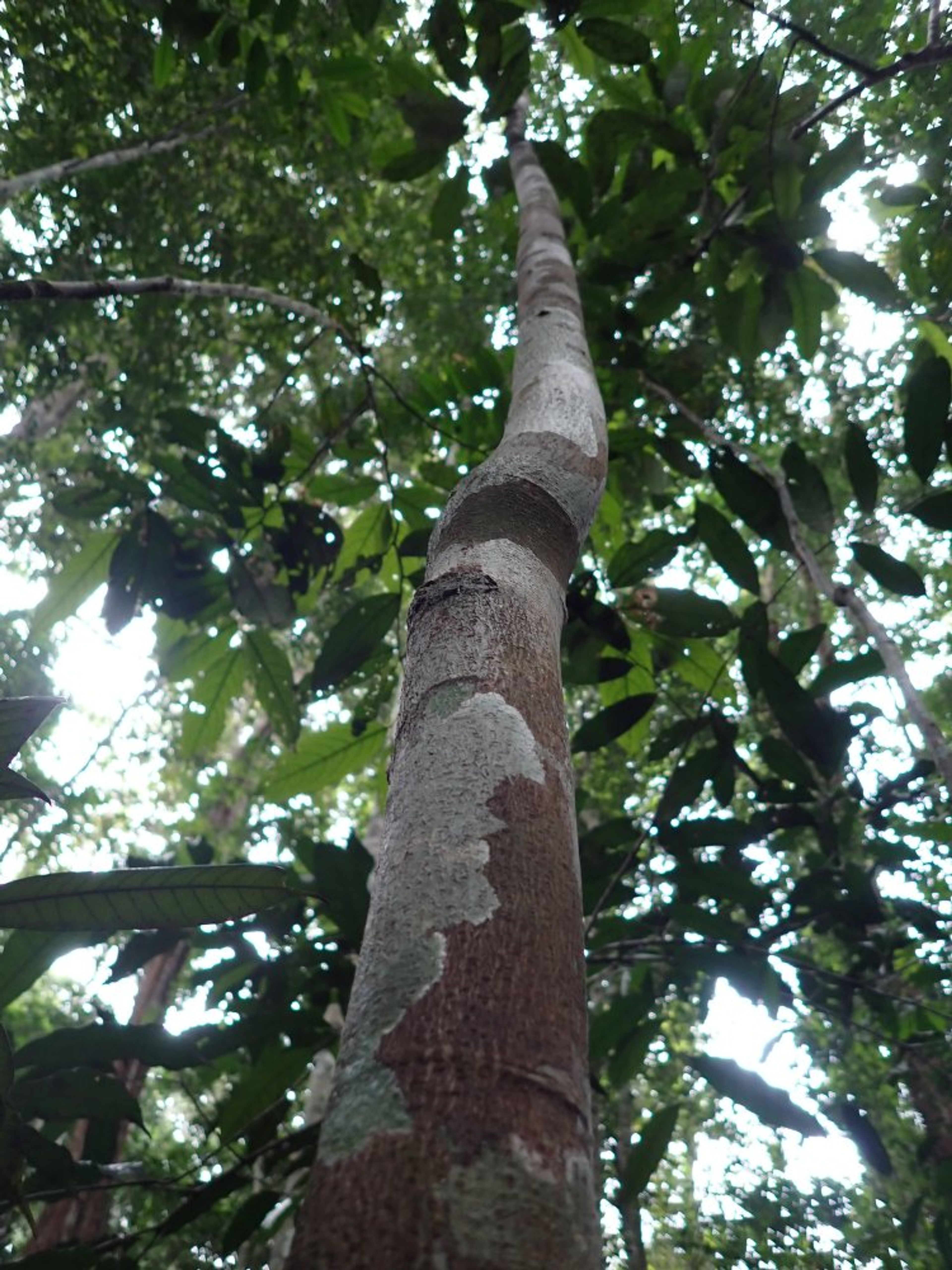 Newtonia - 55