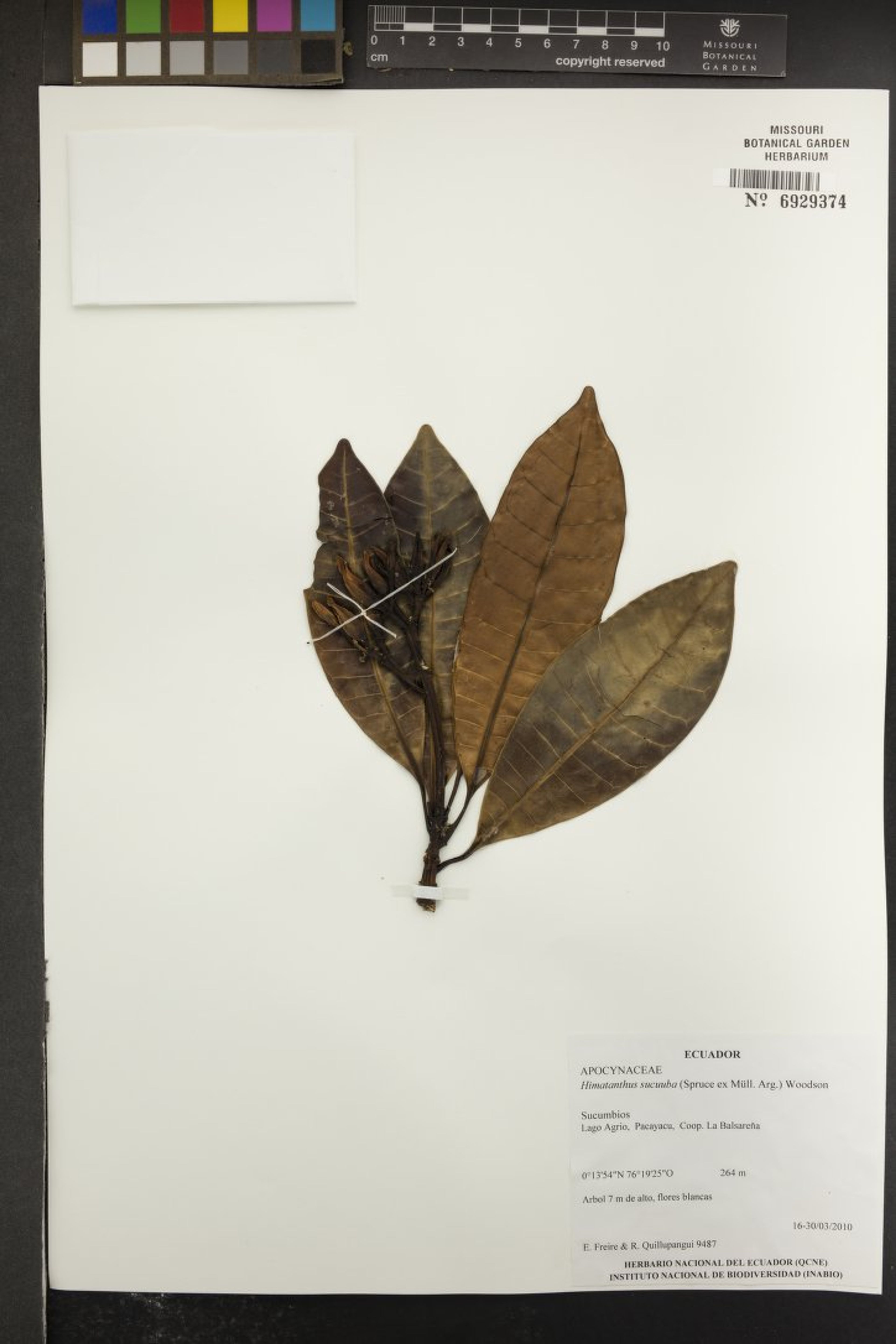 Himatanthus sucuuba - 57