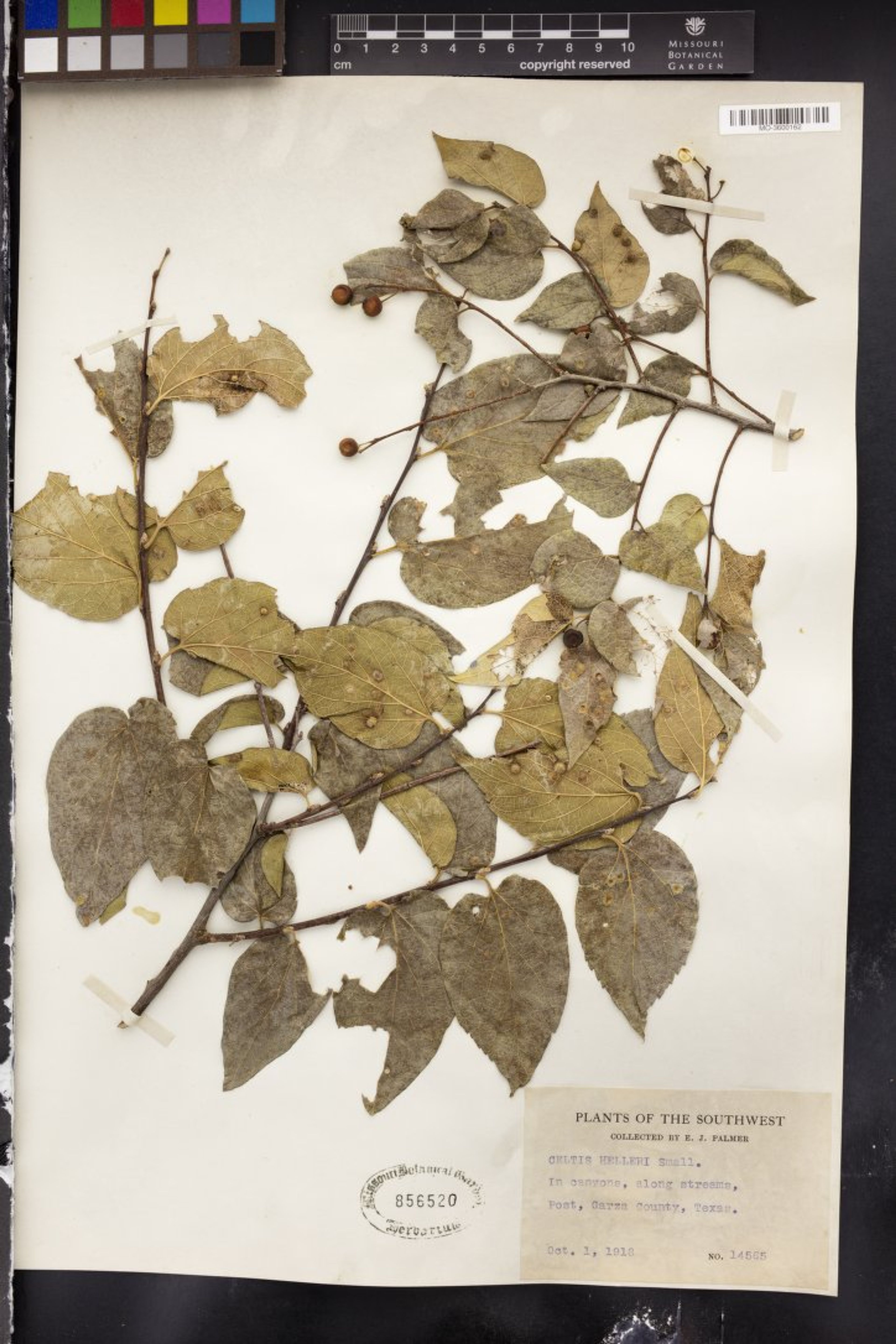 Celtis lindheimeri - 85