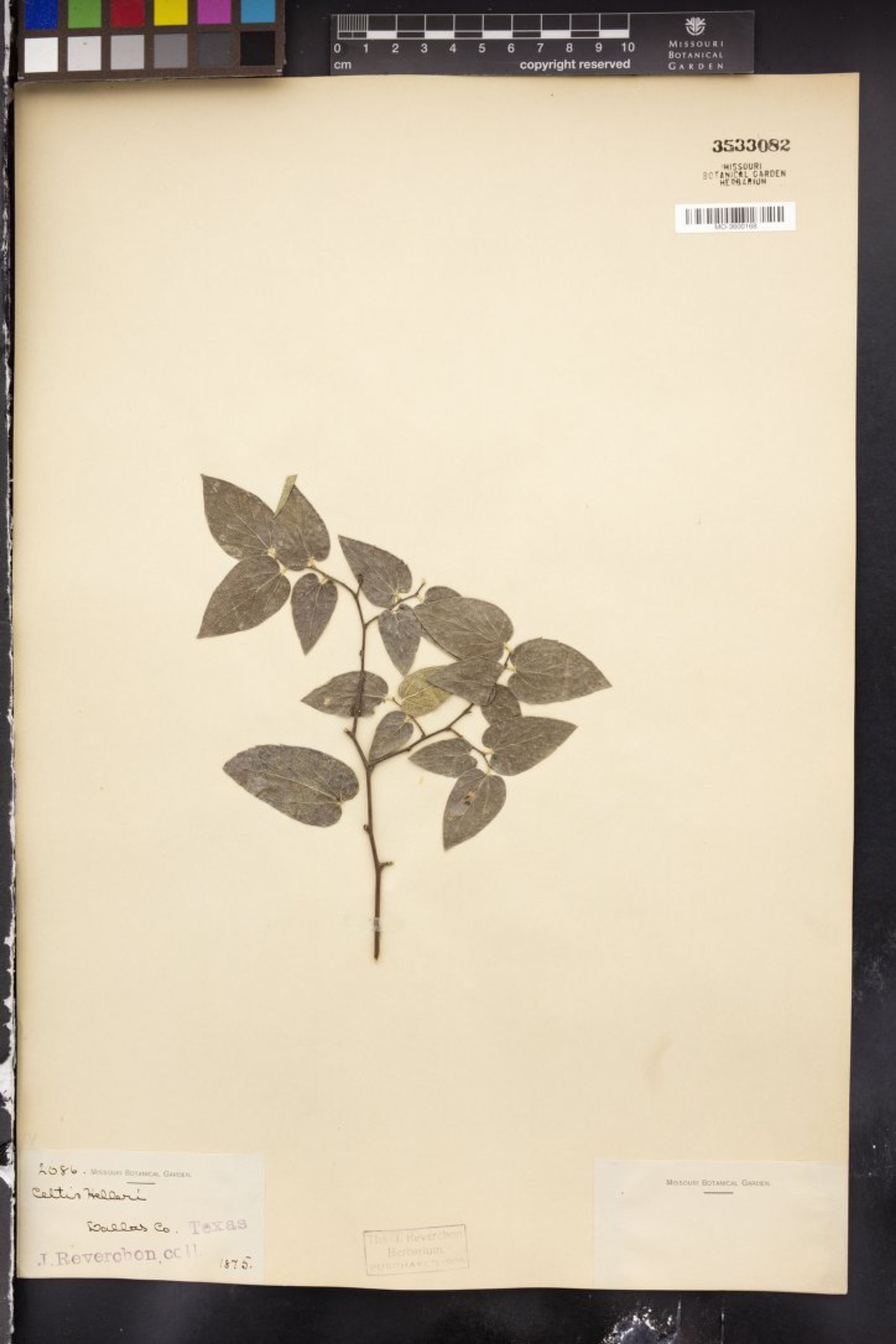 Celtis lindheimeri - 106