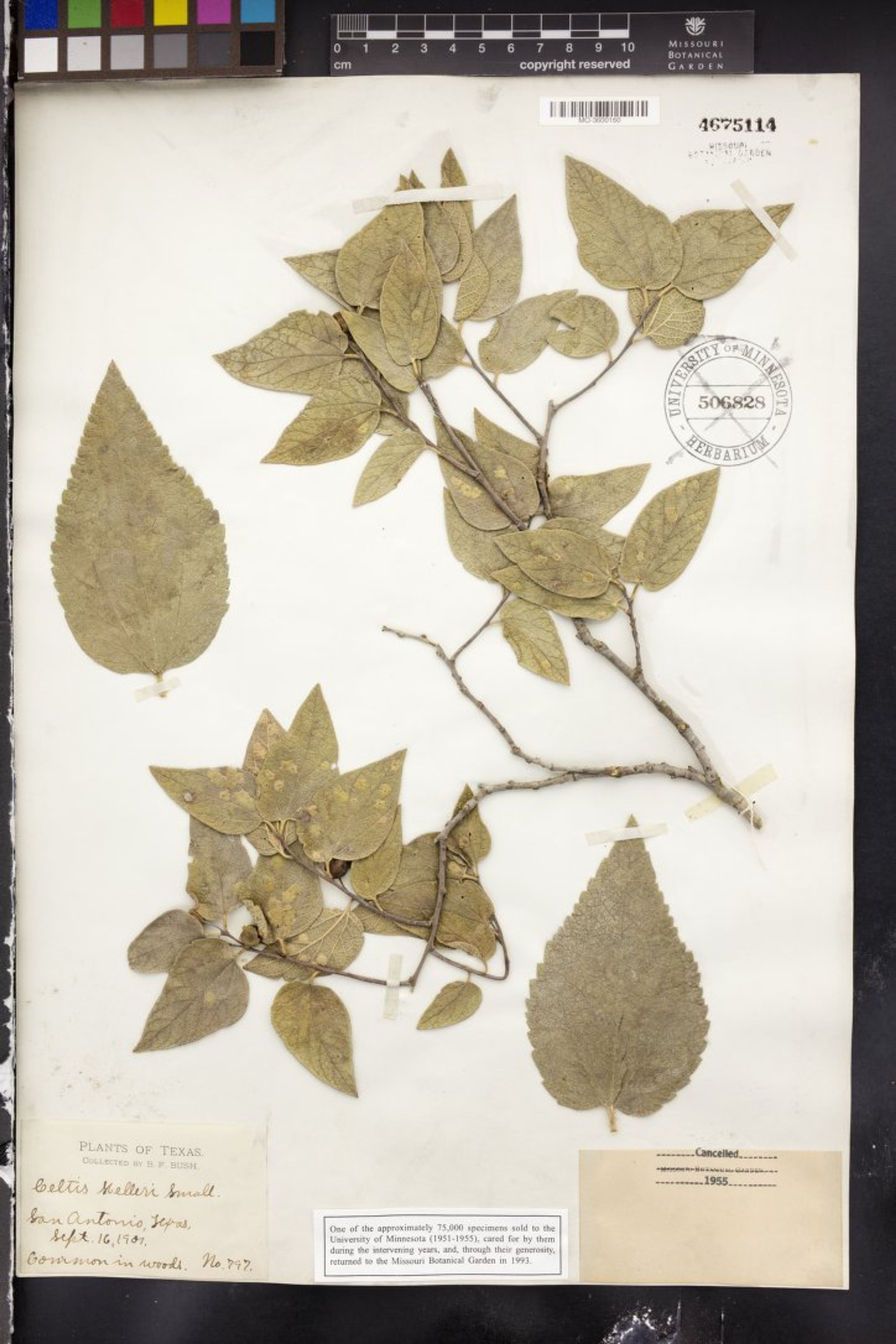 Celtis lindheimeri - 28