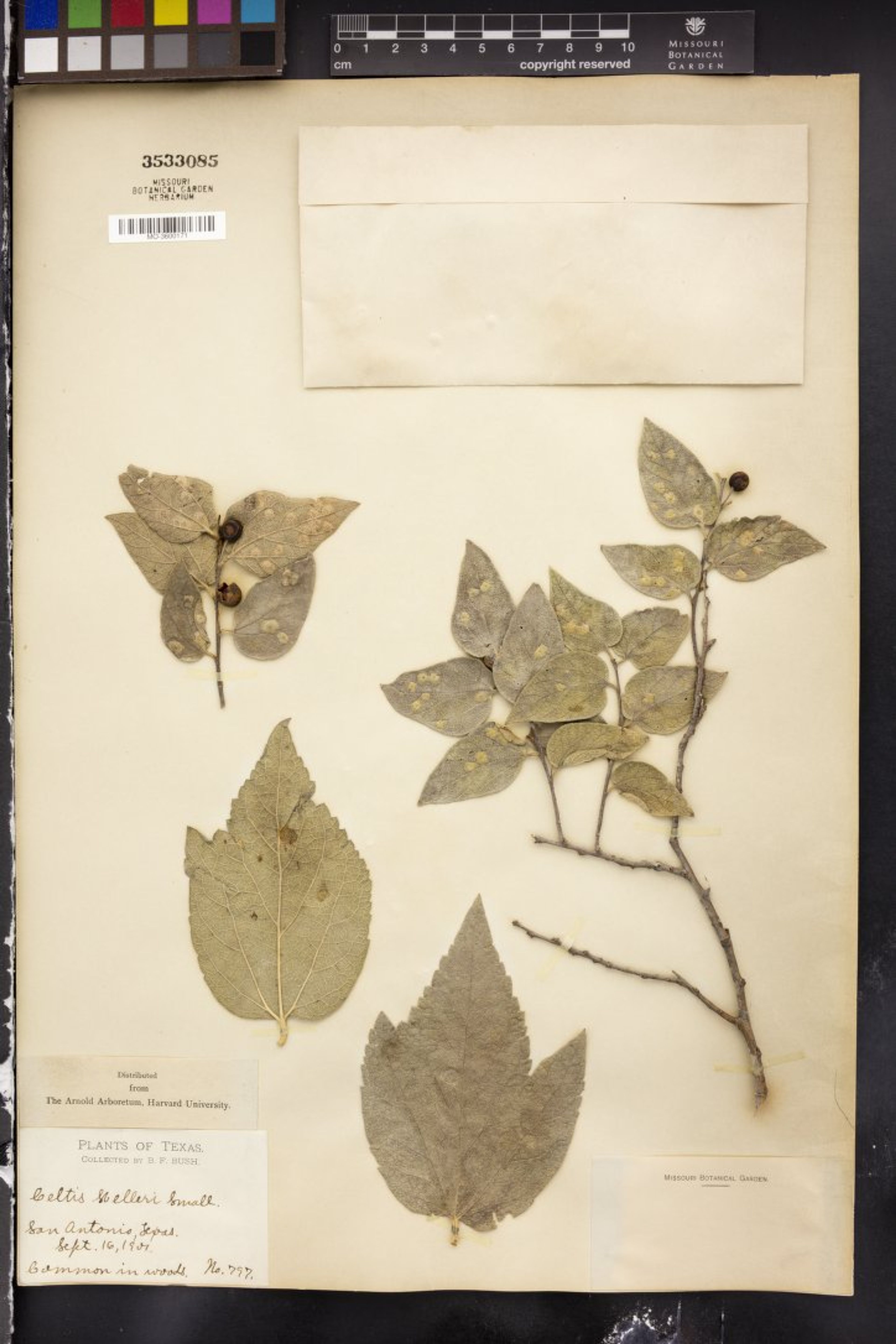 Celtis lindheimeri - 75
