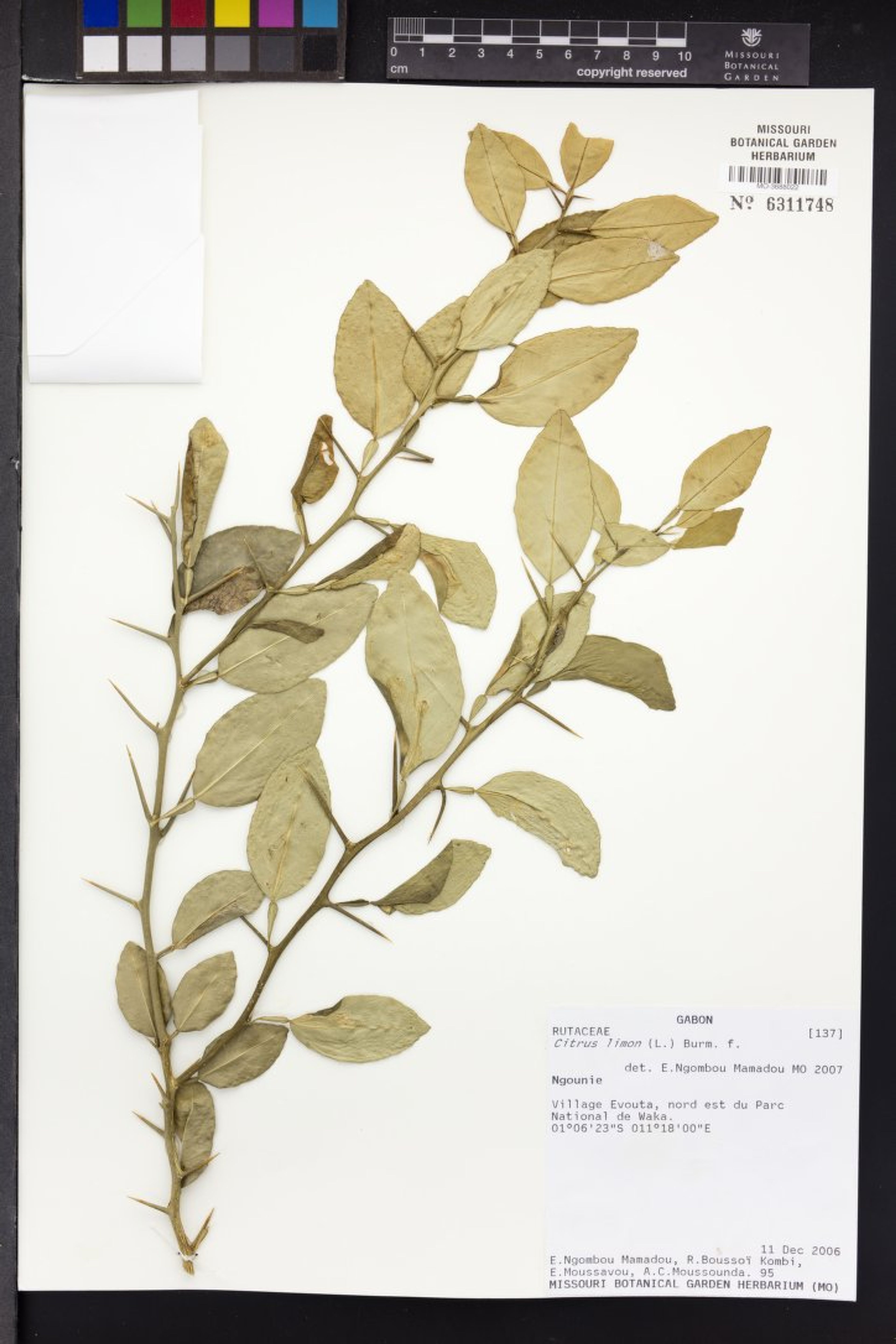Citrus limon - 38